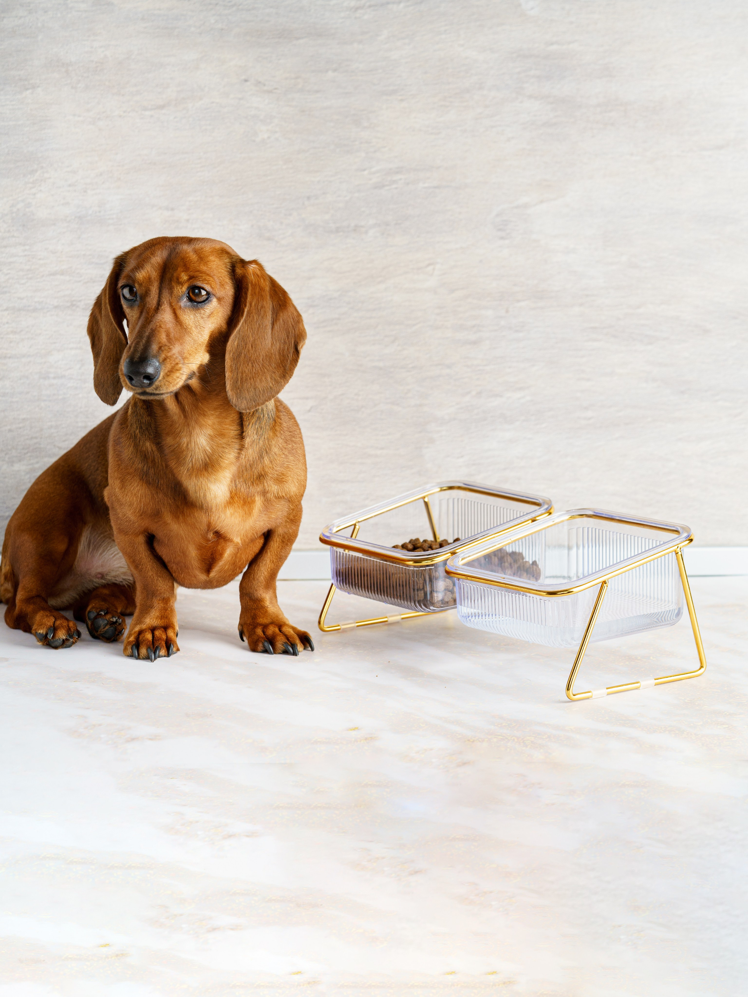 Съемки с животными. КЕД Студия-контент агентство полного цикла СПБ. Создаём фото, видео и контент, который помогает брендам и селлерам продавать больше