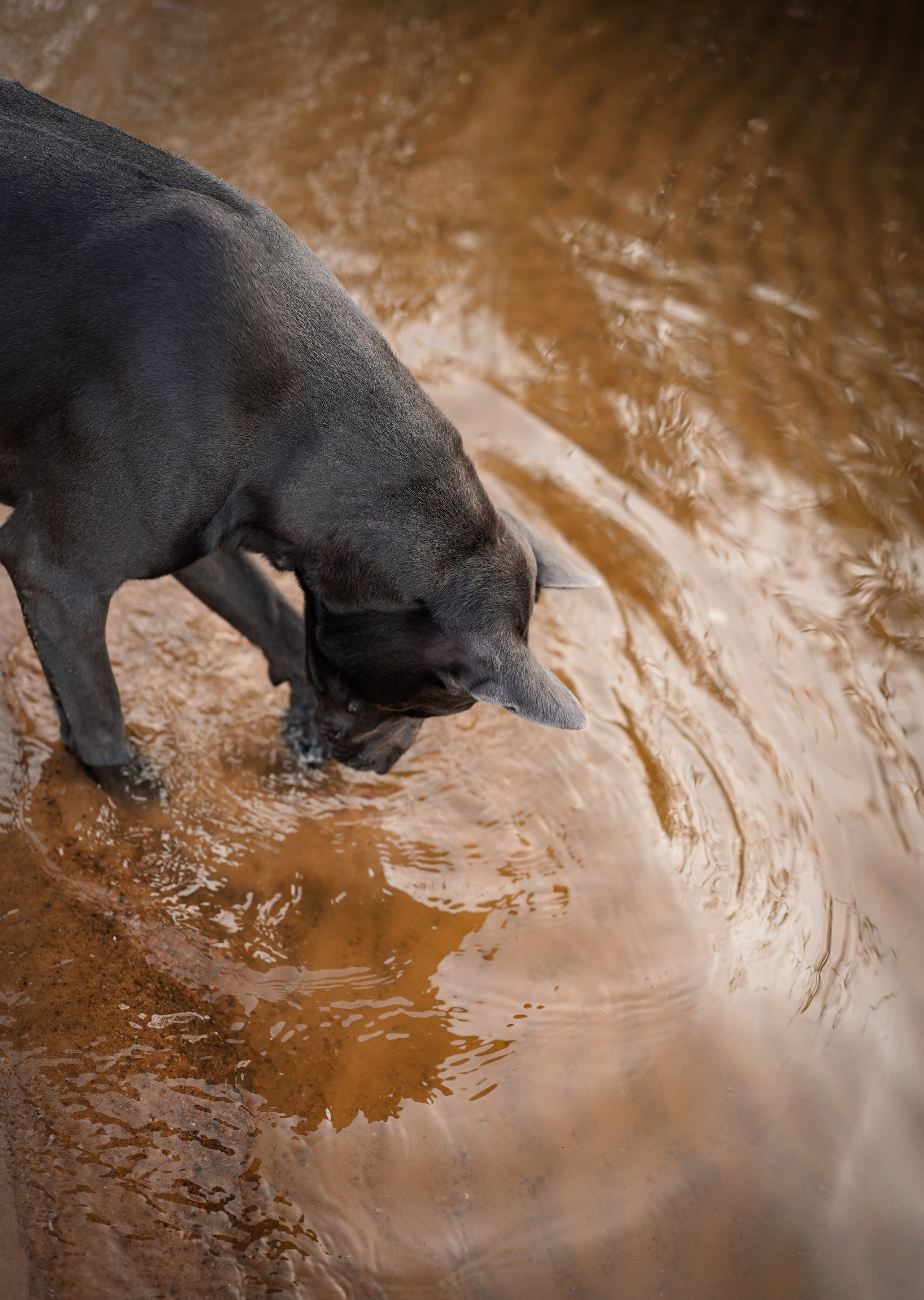 Вероника и Адам. Фотограф-анималист в Санкт-Петербурге Яна Мартынова