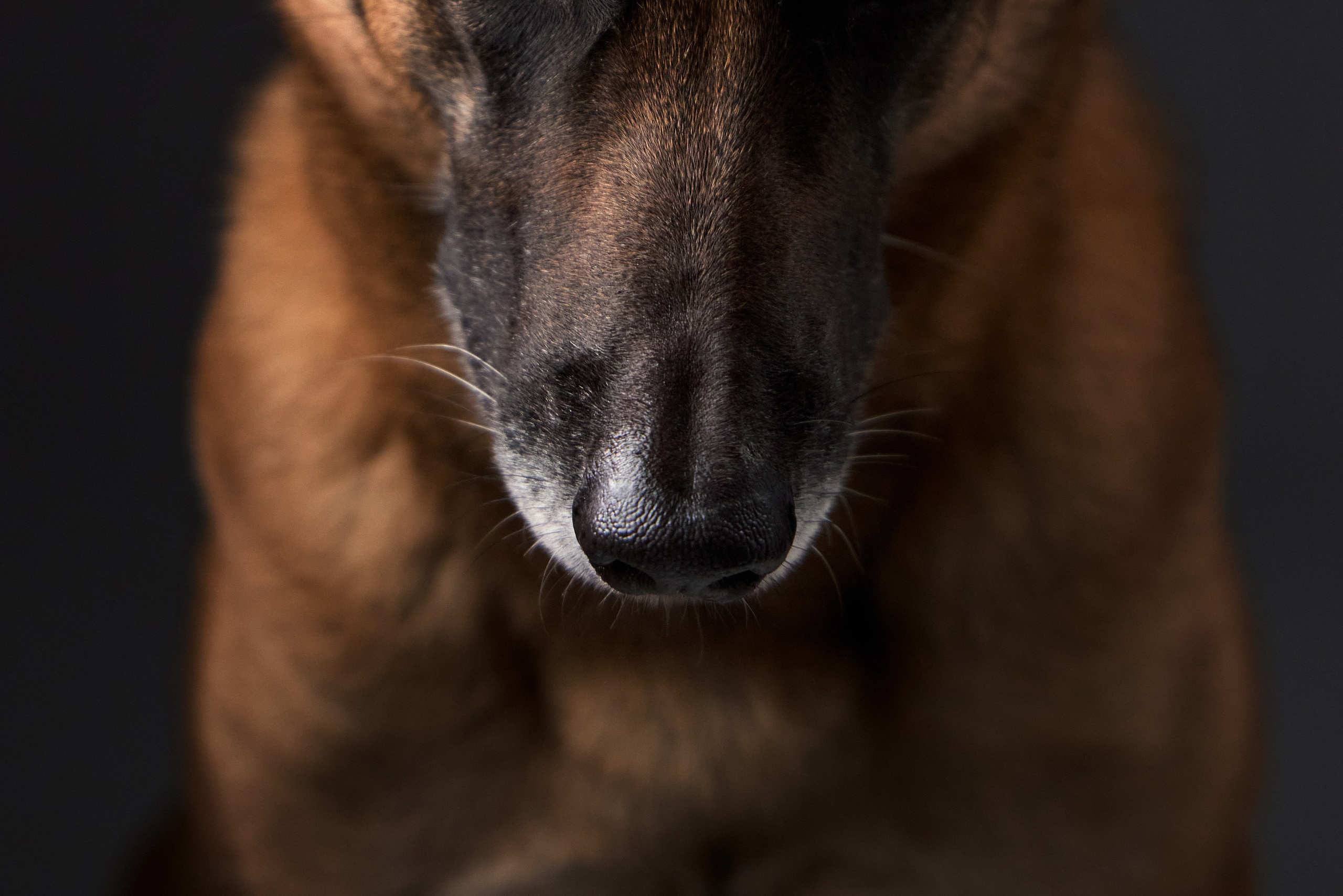 Presence. Dog Photographer Anna Averianova | Art & Commercial Pet Photography