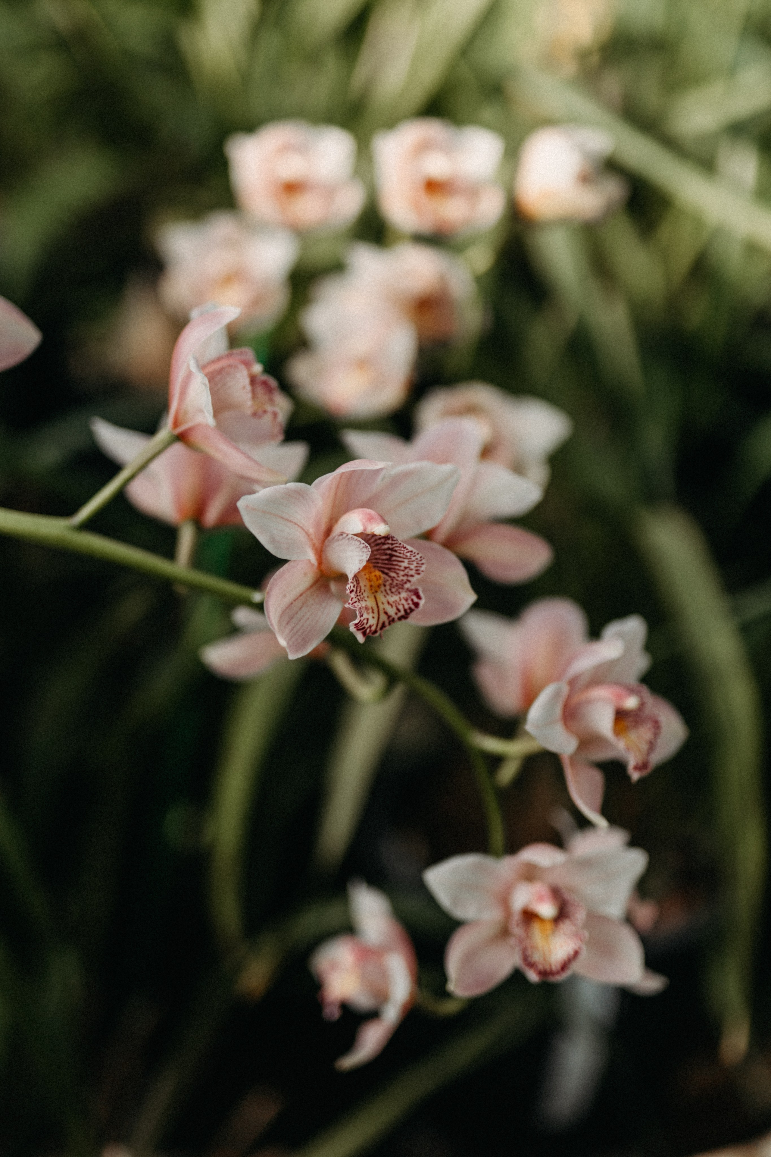 Там, где круглый год весна. Фотограф Наталья Колганова