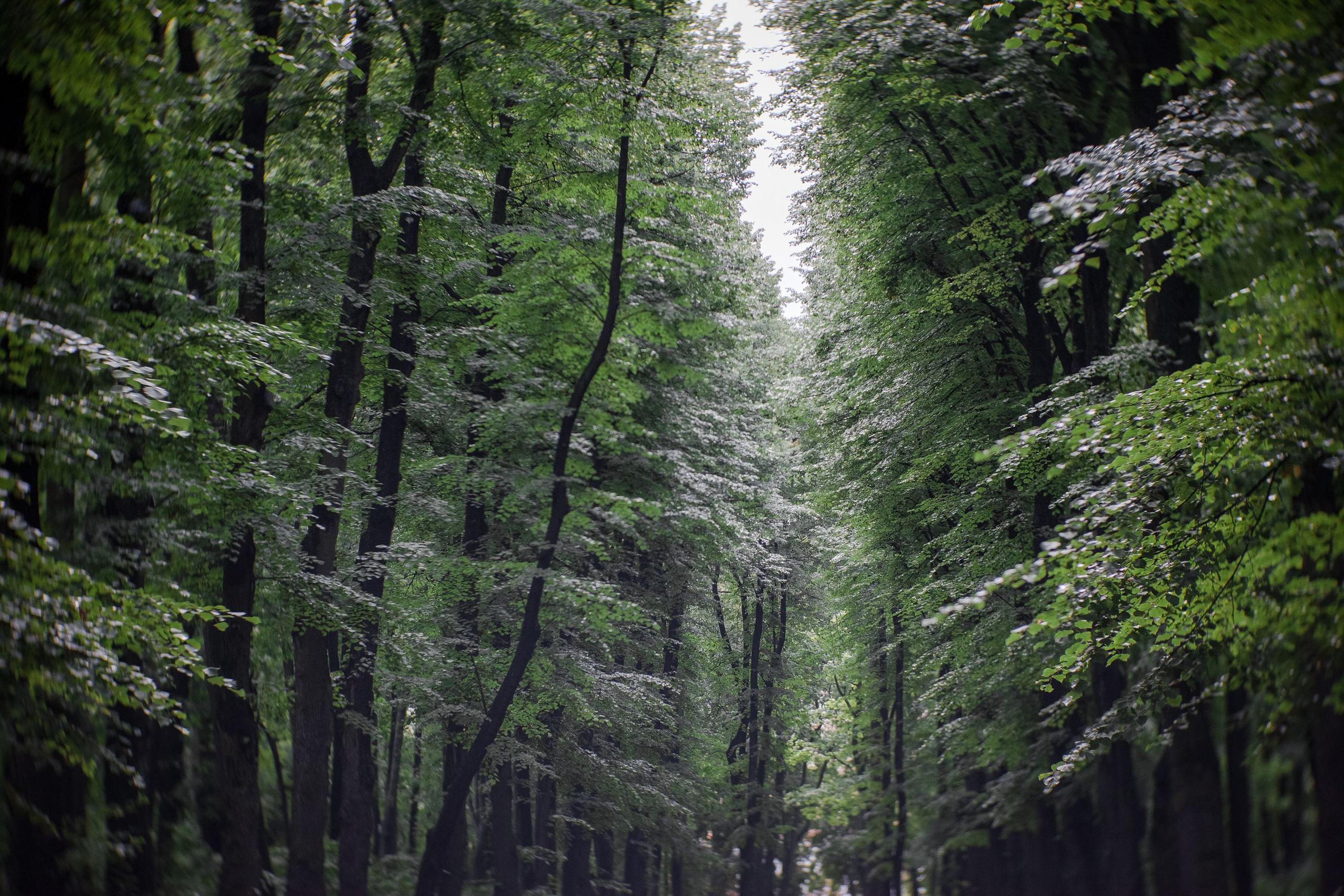 «Летний сад- моими глазами…». Туманов Виталий — фотограф Москва