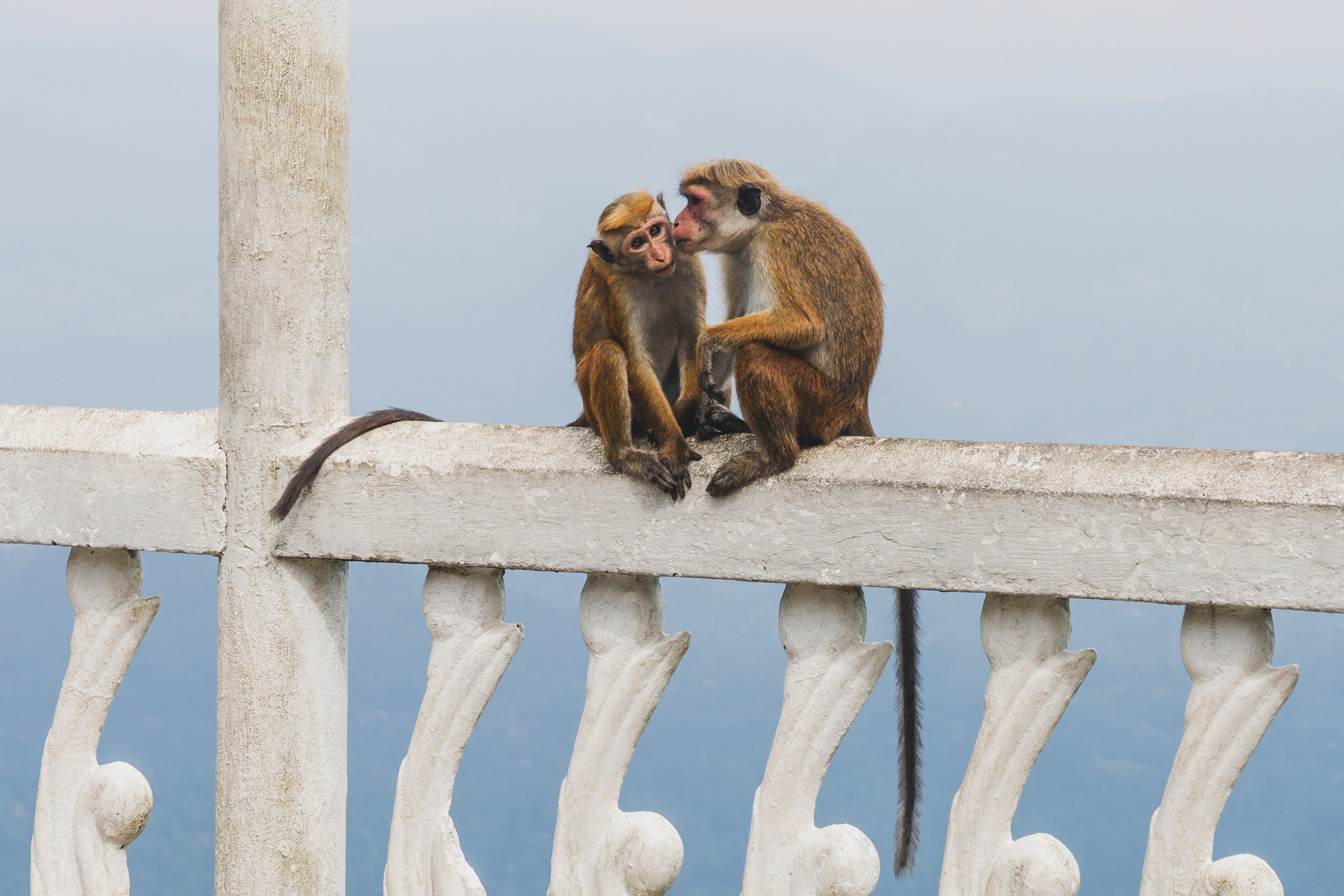 Шри-Ланка 2025. Легкая фотография