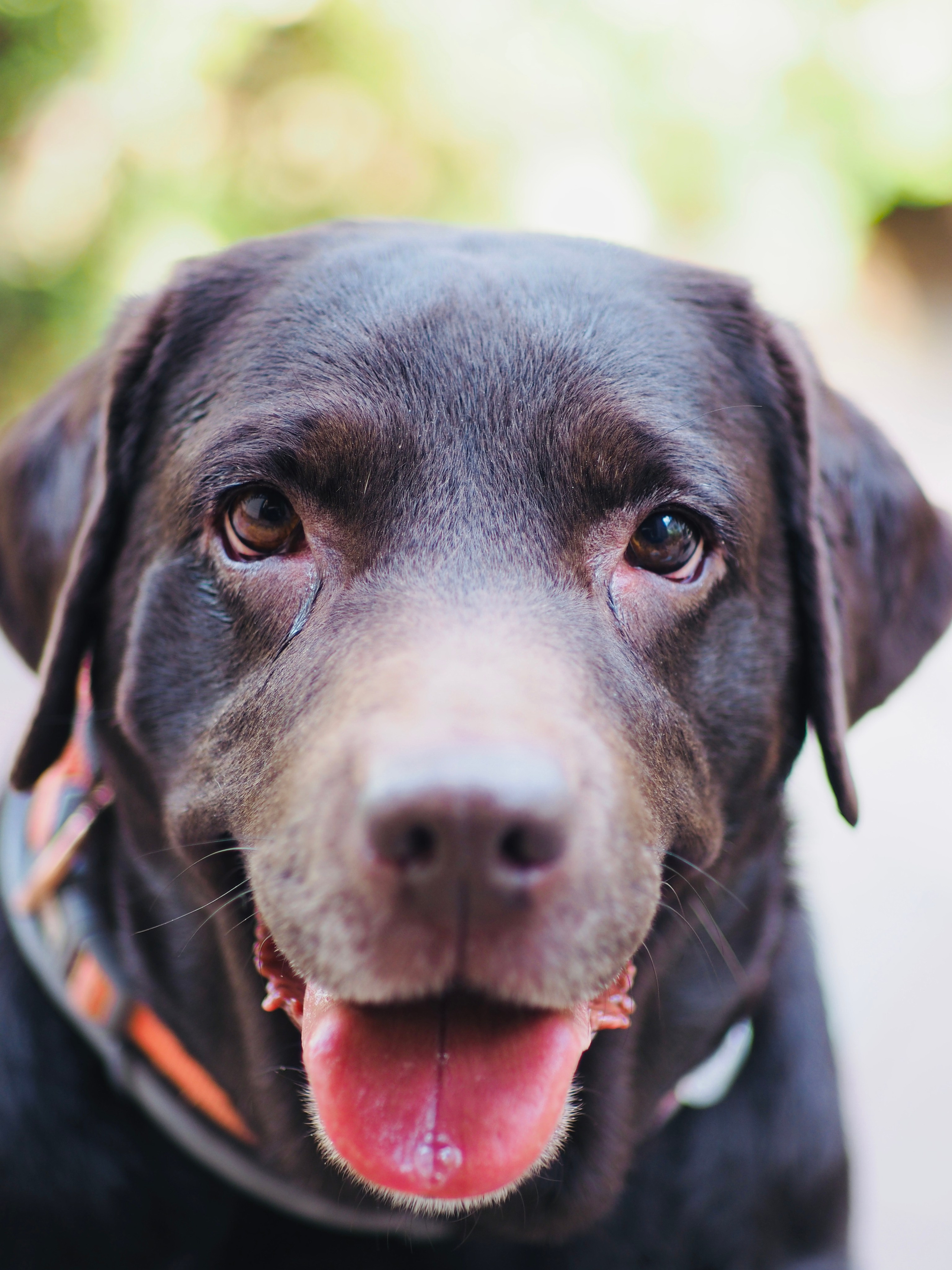 Природа/Животные