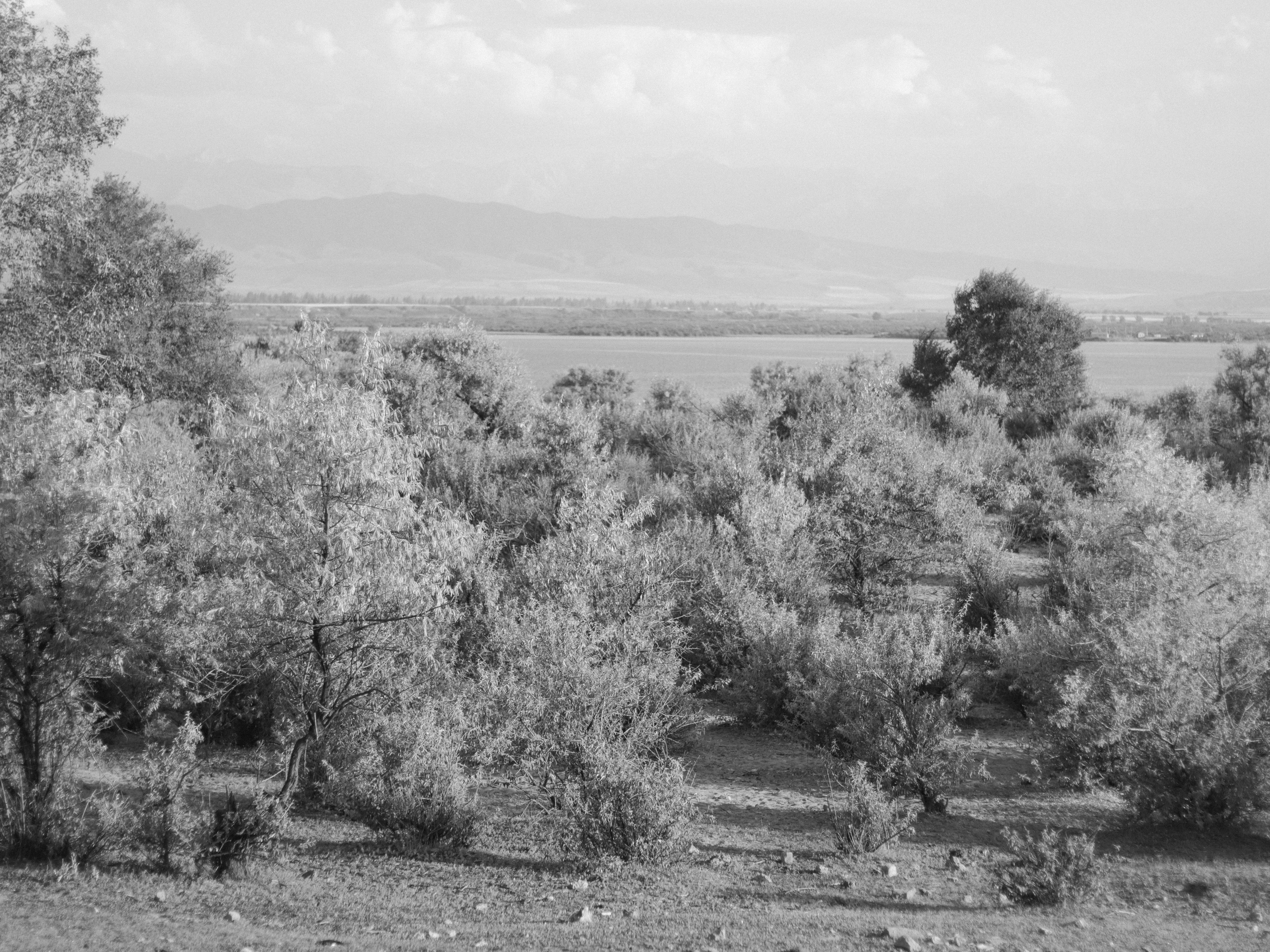 Dry Ridge. Фотограф и исследователь фотографии из Санкт-Петербурга Елизавета Веприцкая