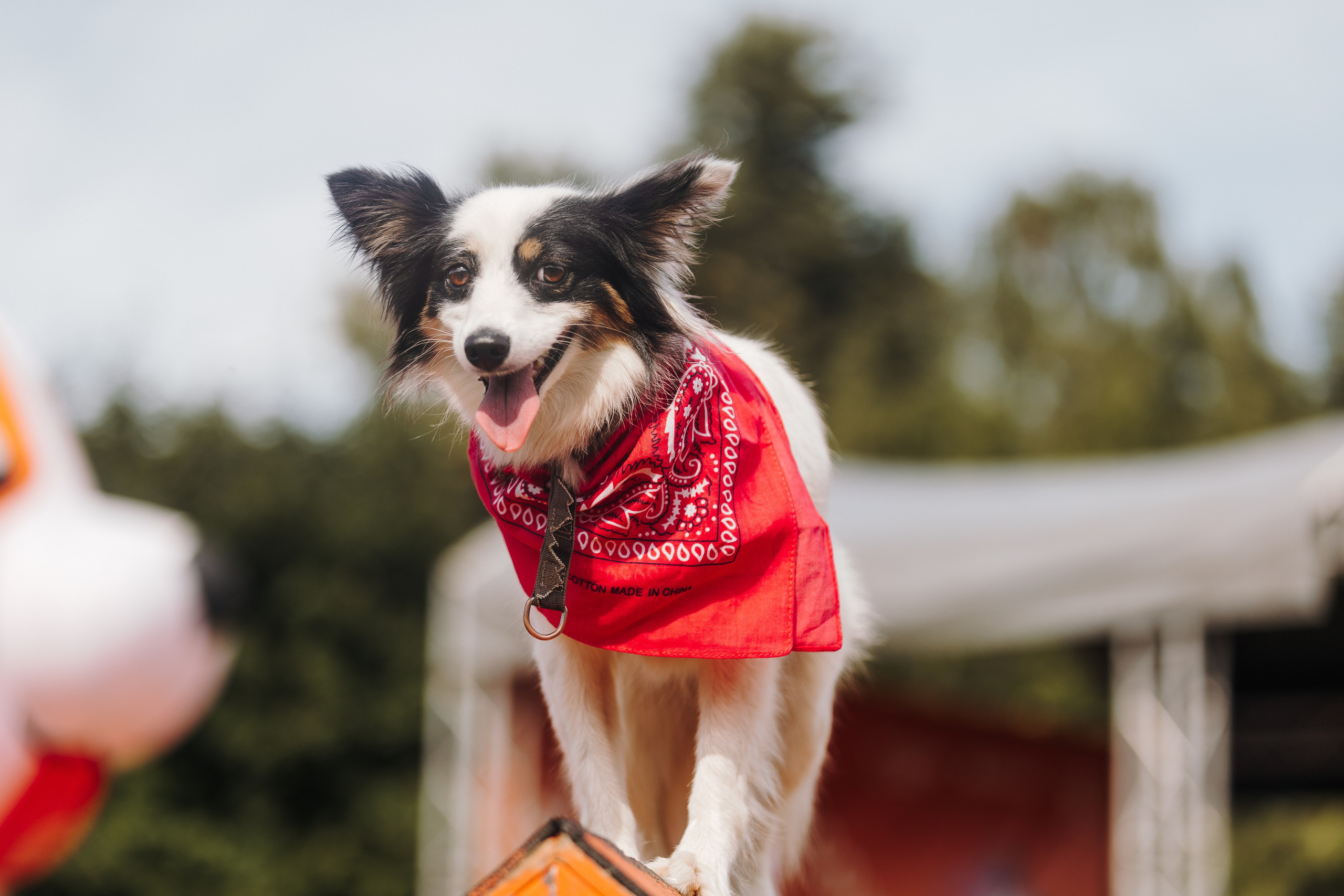 Petshop Sup day. Фотограф анималист Кристина Карпова, Москва