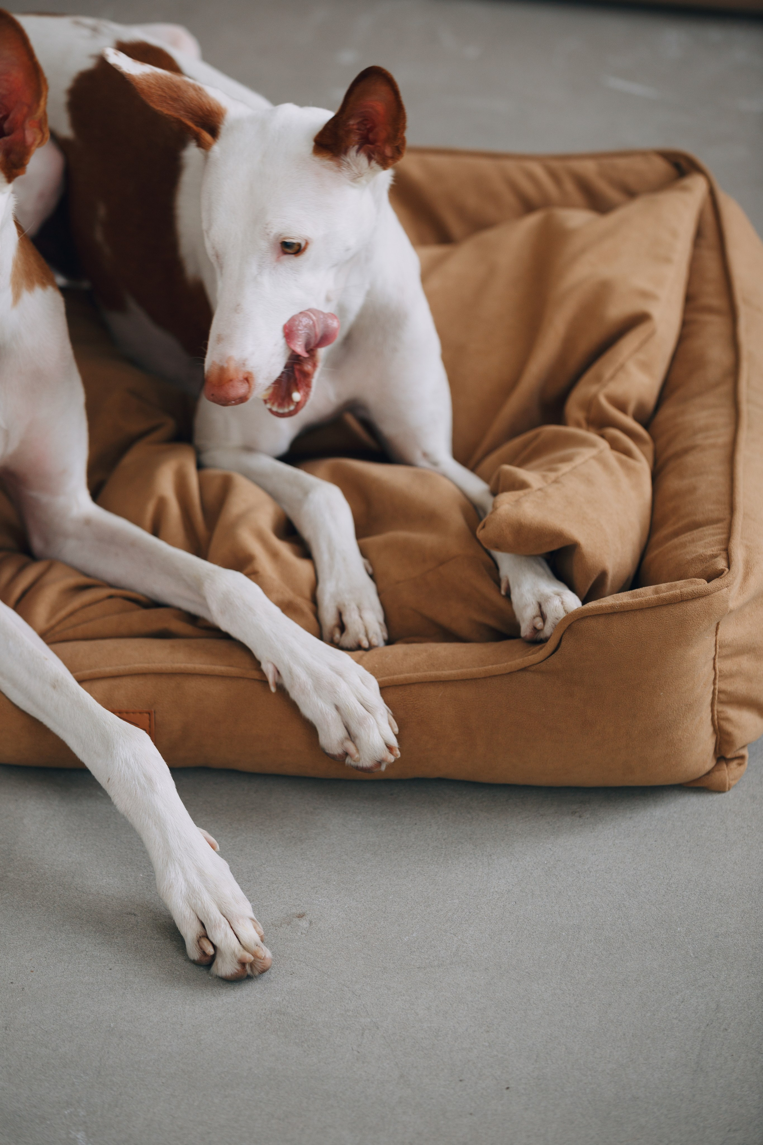 Boonwood Pets лежанки для животных. Фотограф анималист Кристина Карпова, Москва