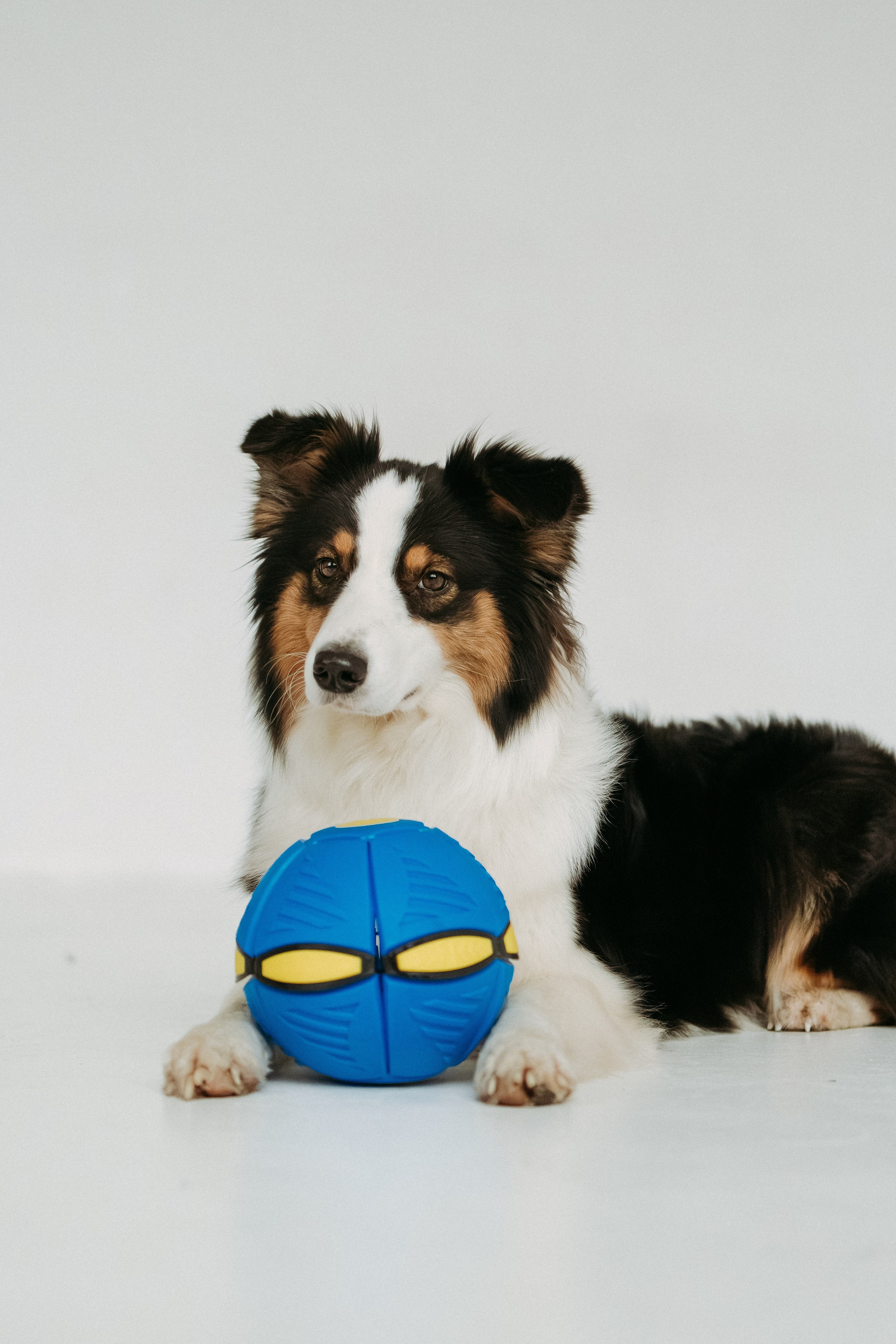 Мячи-попрыгуны. Фотораф — анималист Мария Шистка