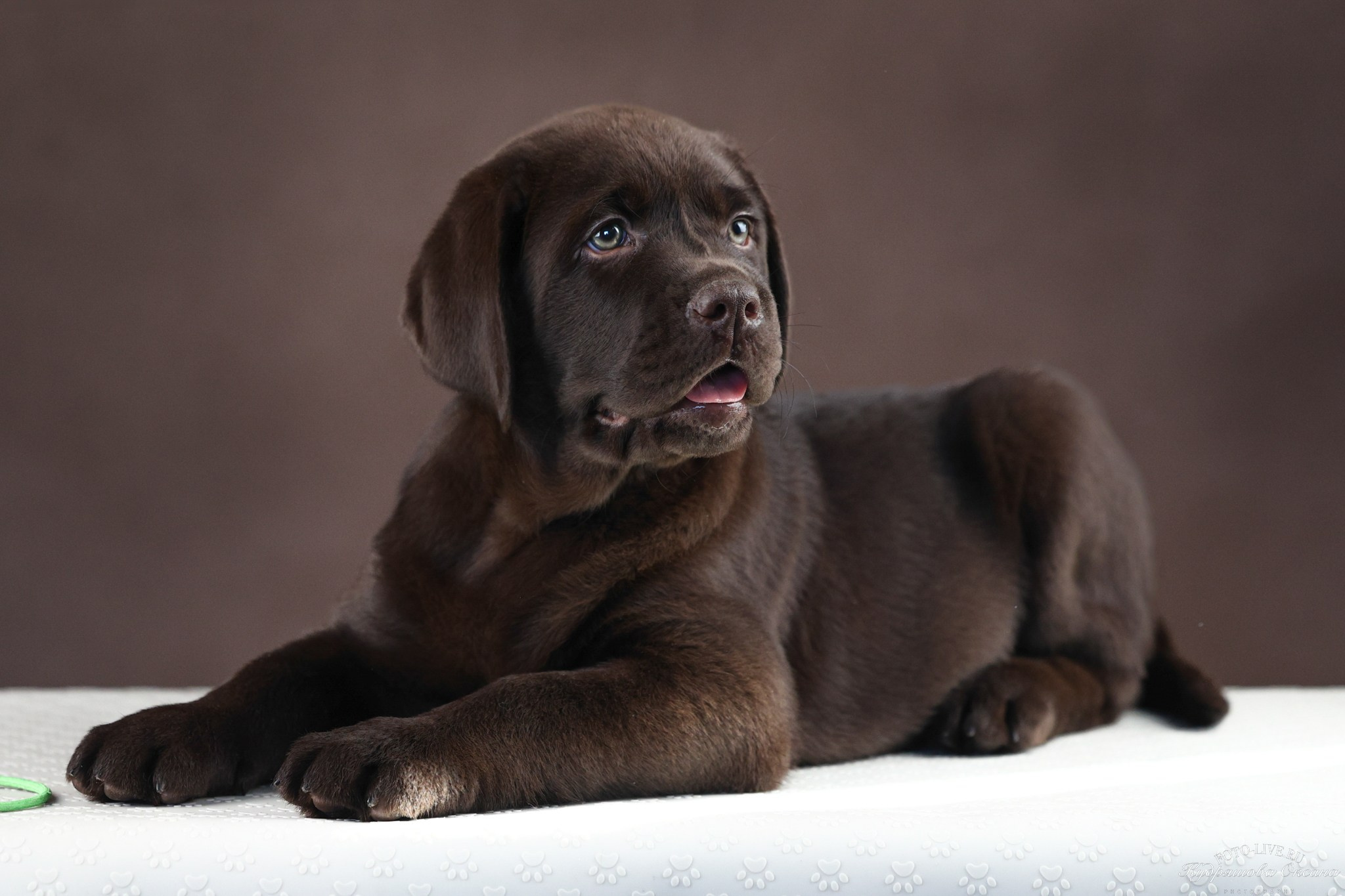 Лабрадоры. Фотограф 📸 анималист, предметный, репортажный
