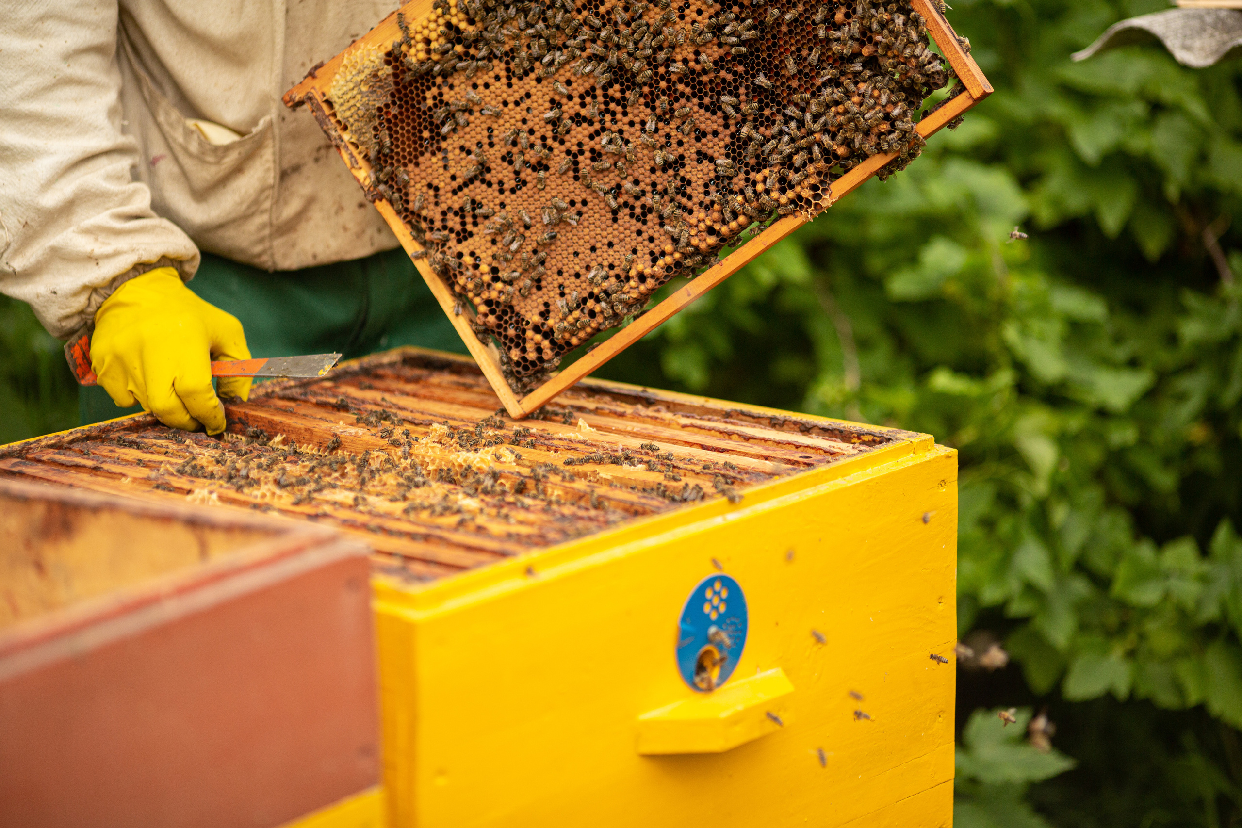 Пчеловод. Свадебный и семейный фотограф