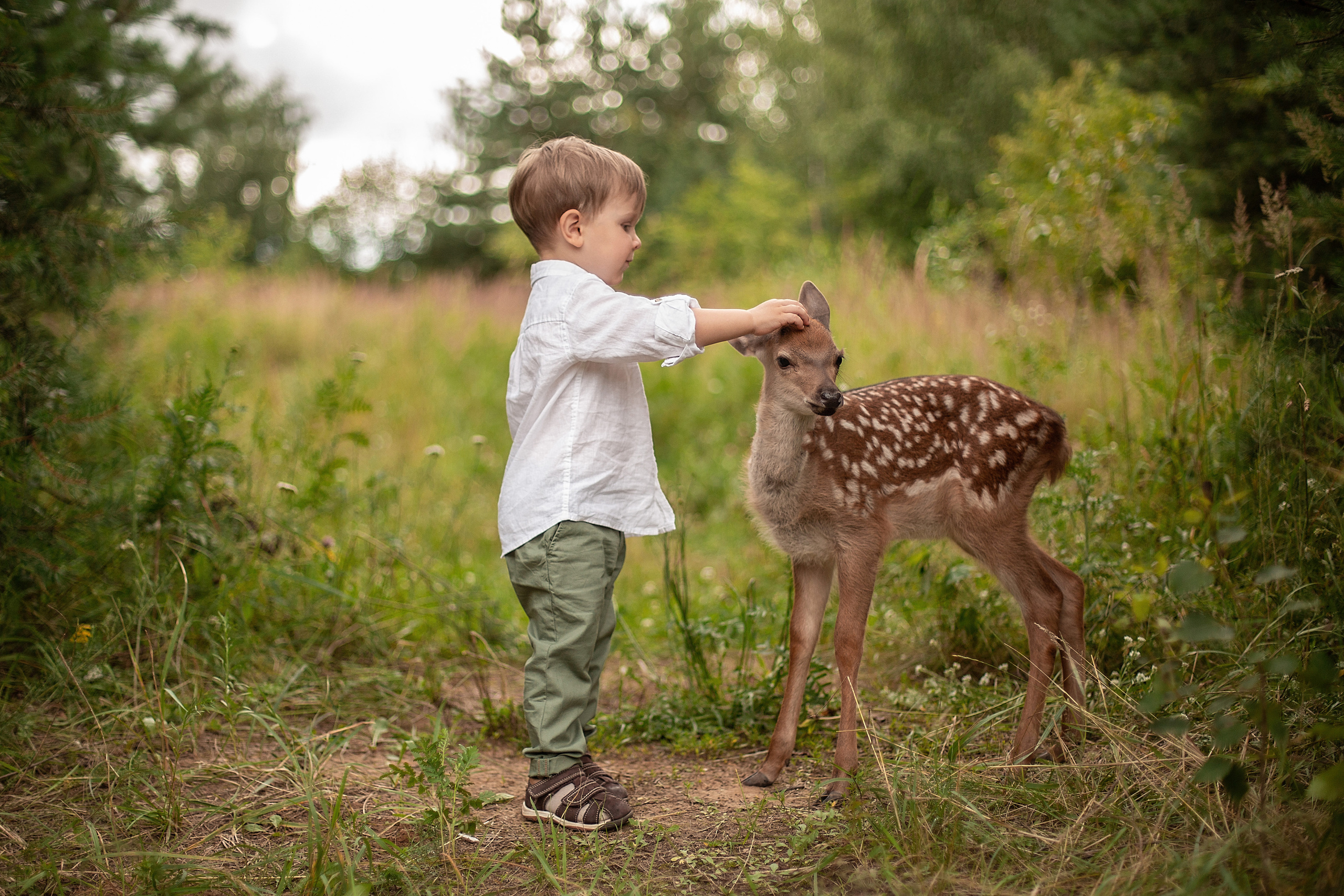 Олененок. Свадебный и семейный фотограф
