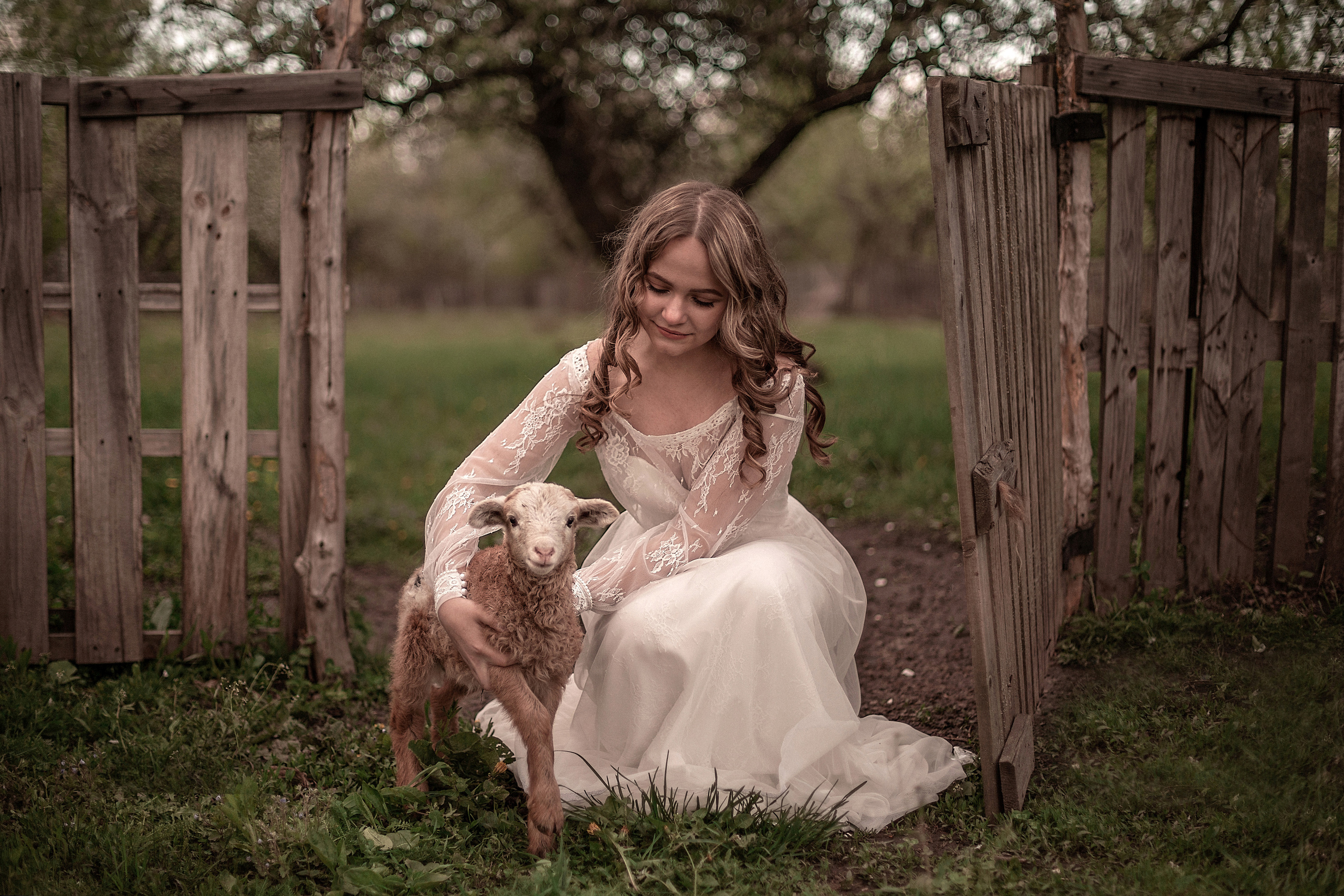 Ягненок. Свадебный и семейный фотограф