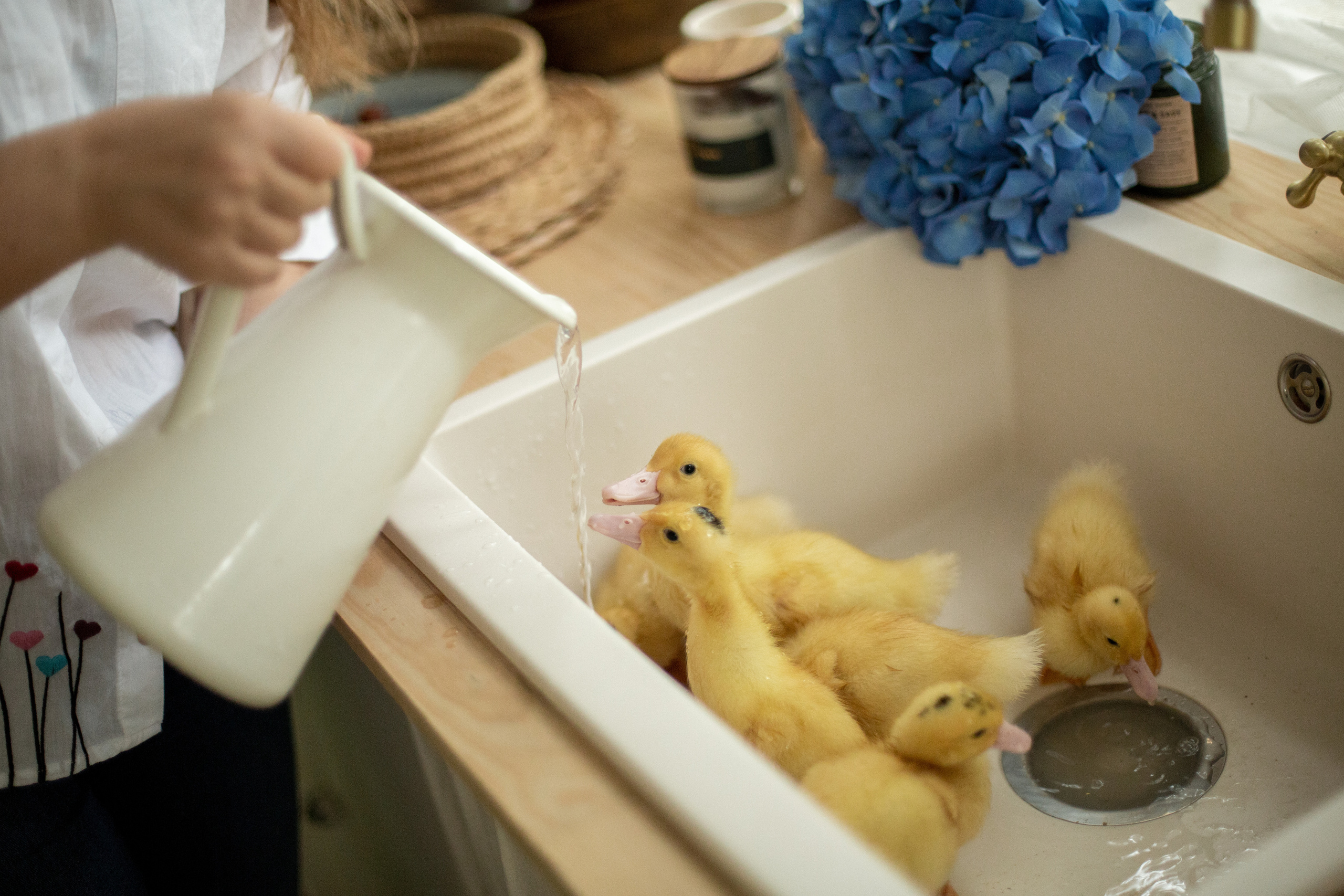 Блог о животных. Свадебный и семейный фотограф