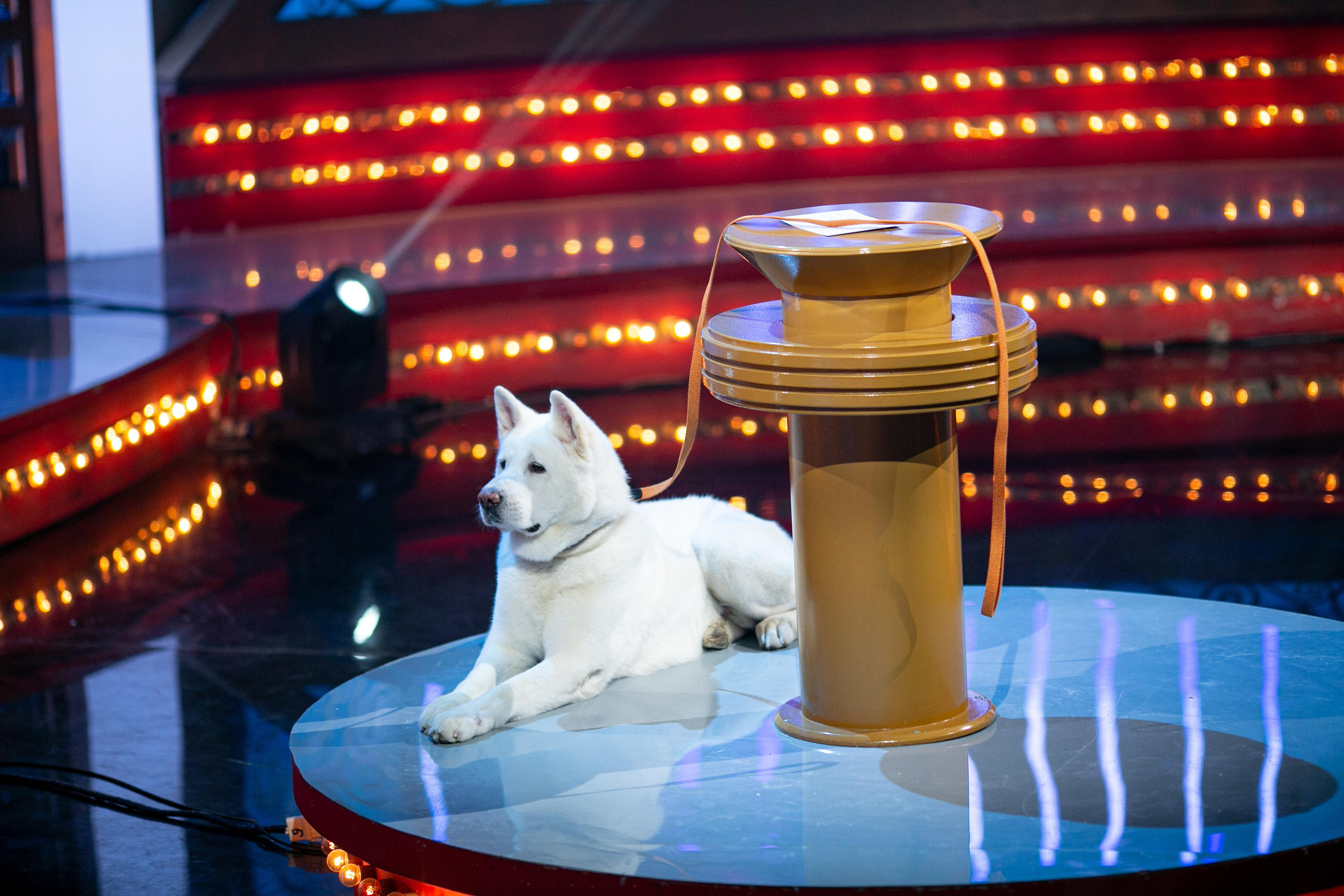 Угадай мелодию 2021. Свадебный и семейный фотограф