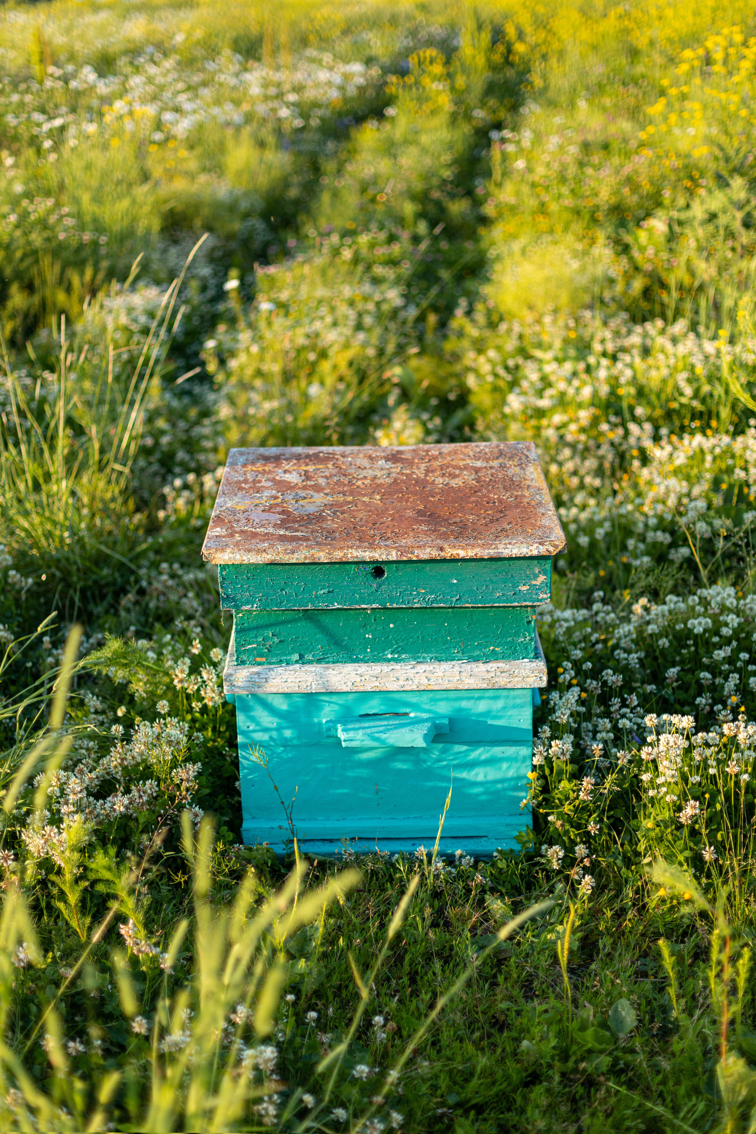 Пчеловод. Свадебный и семейный фотограф