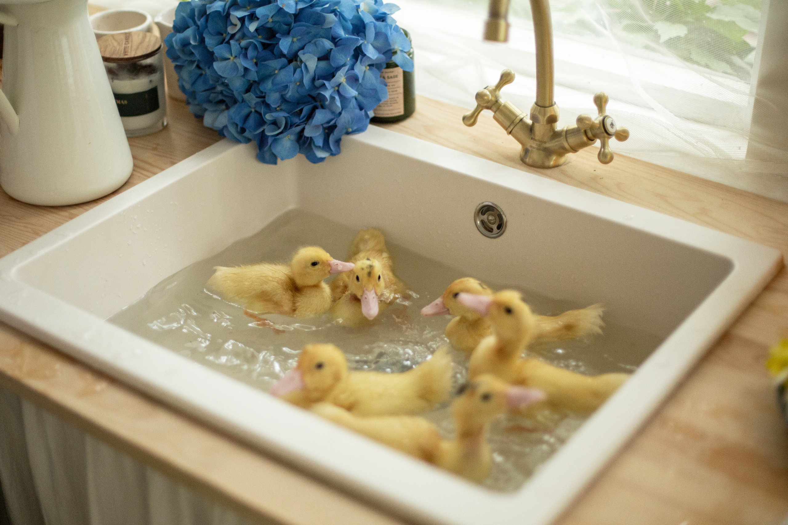 Блог о животных. Свадебный и семейный фотограф