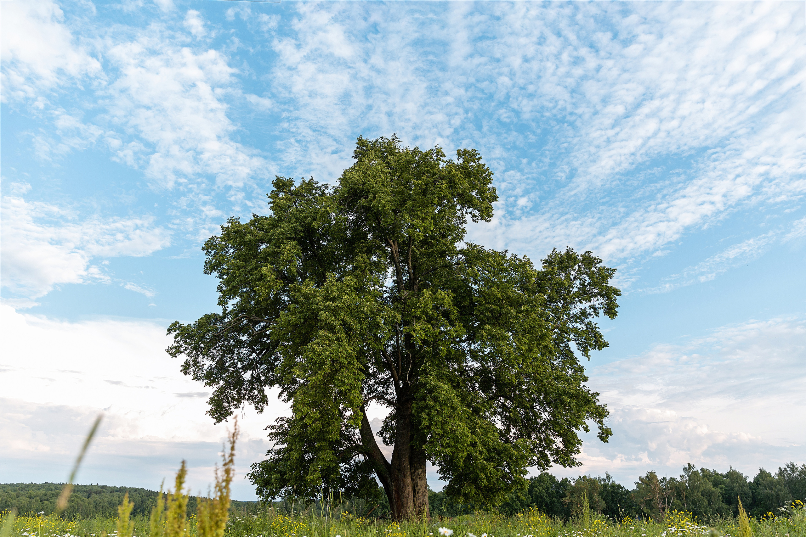 Пчеловод. Свадебный и семейный фотограф