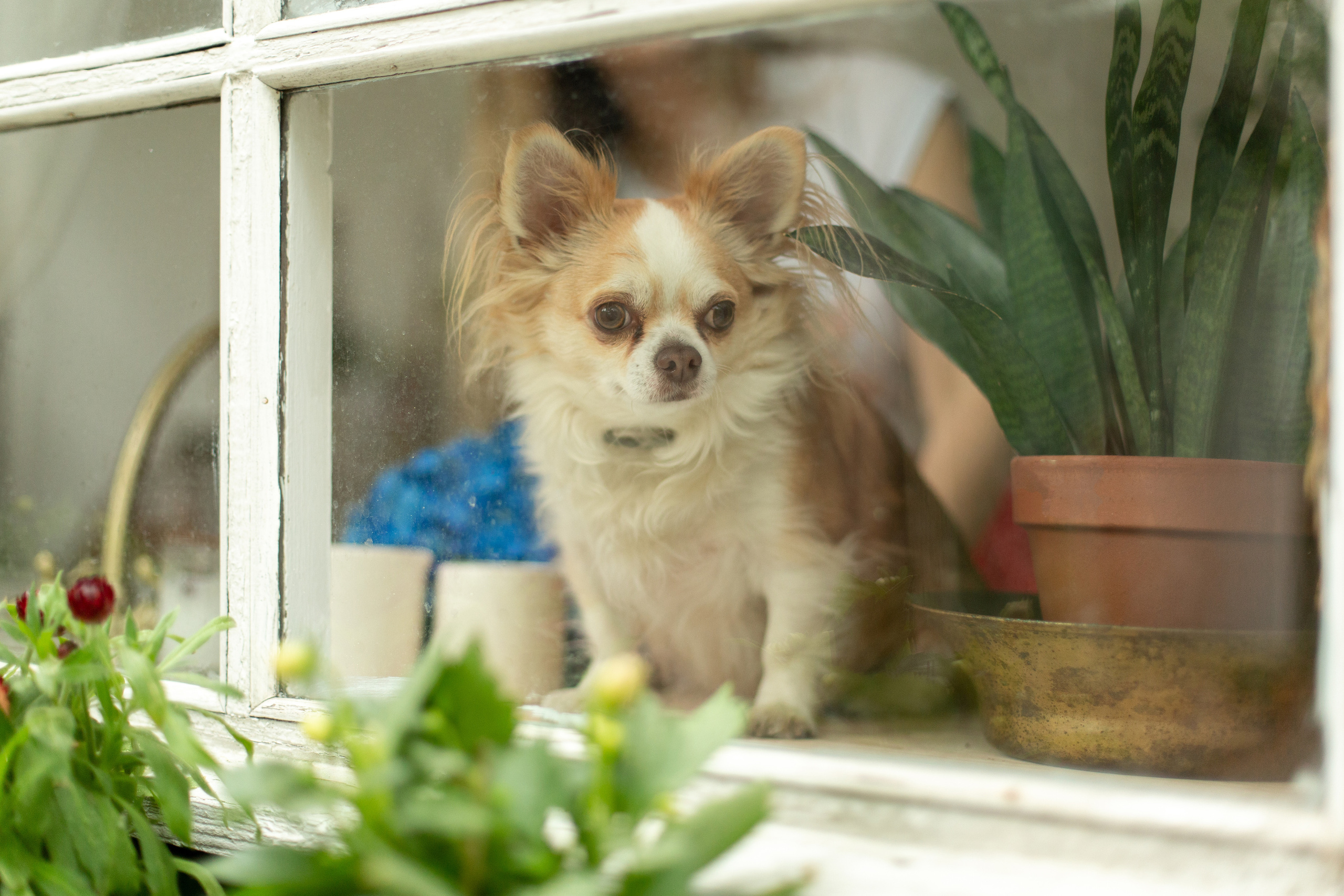 Блог о животных. Свадебный и семейный фотограф