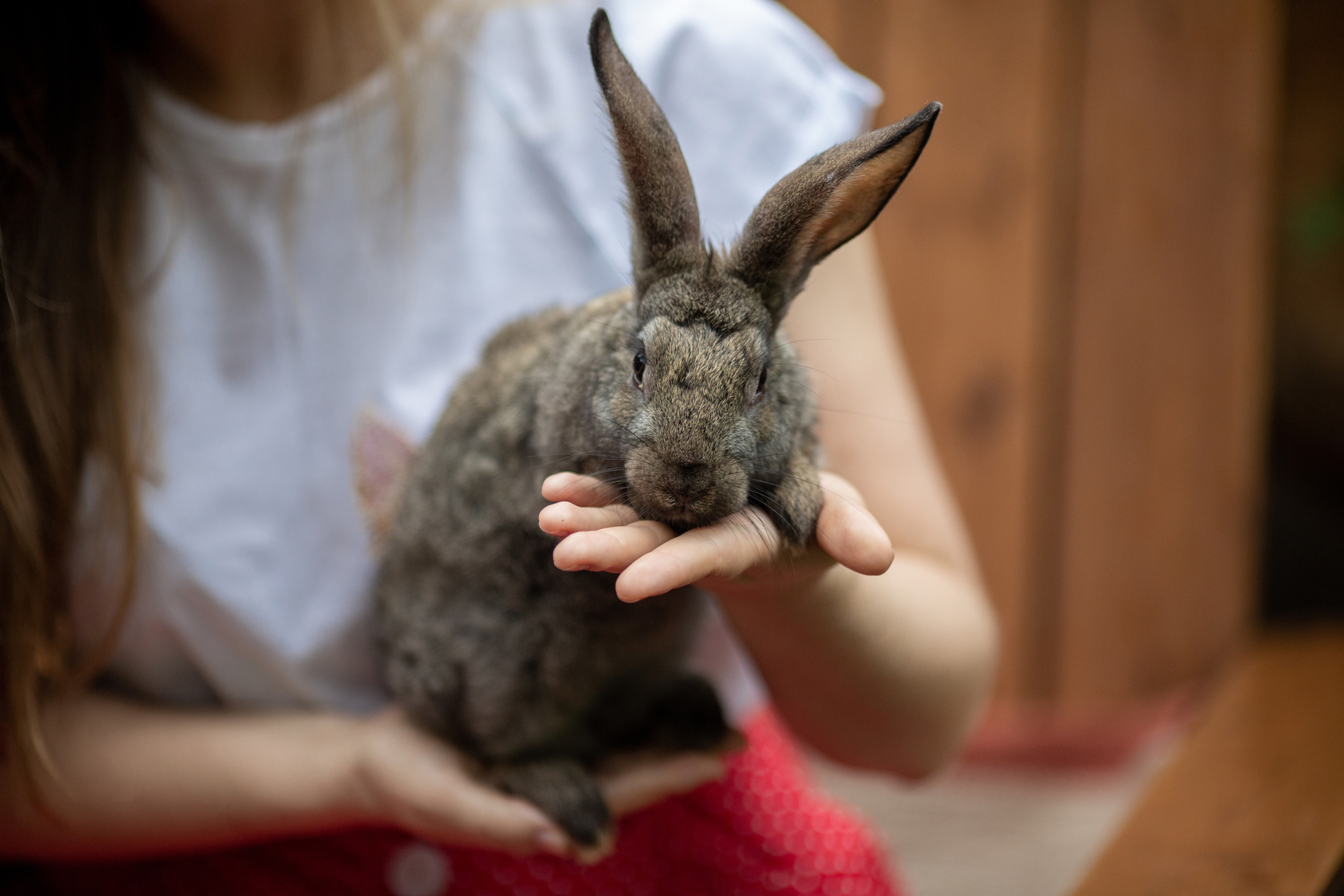 Блог о животных. Свадебный и семейный фотограф