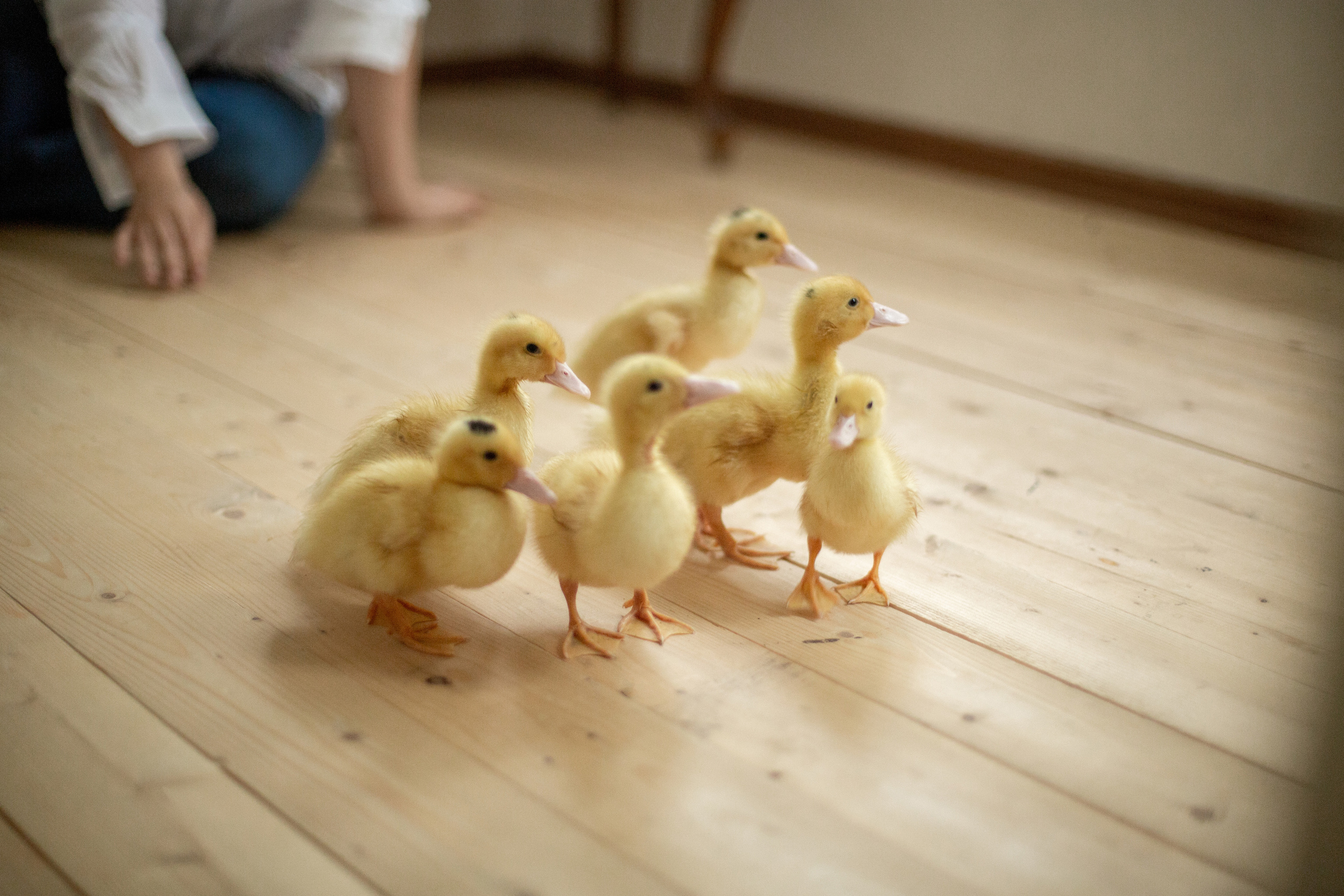 Блог о животных. Свадебный и семейный фотограф