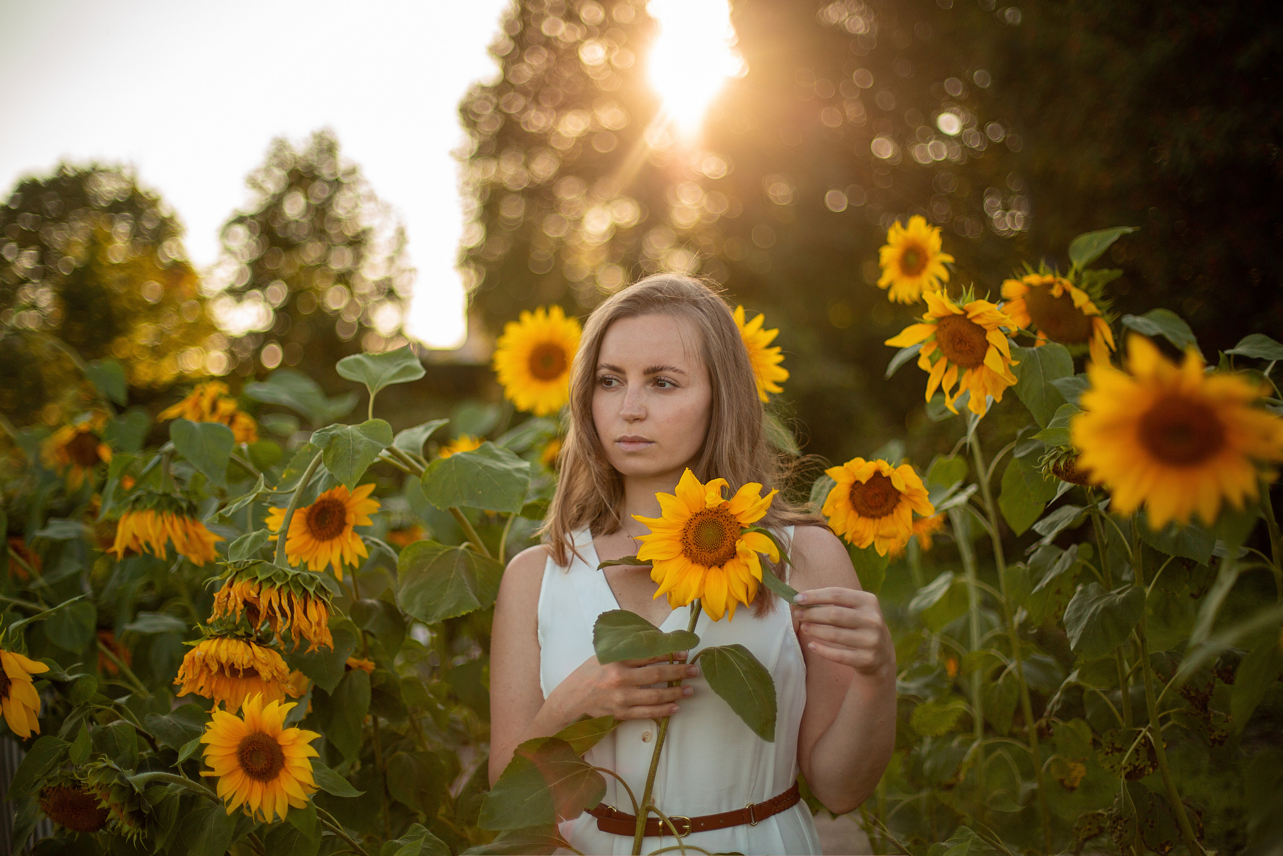Подсолнухи. Свадебный и семейный фотограф