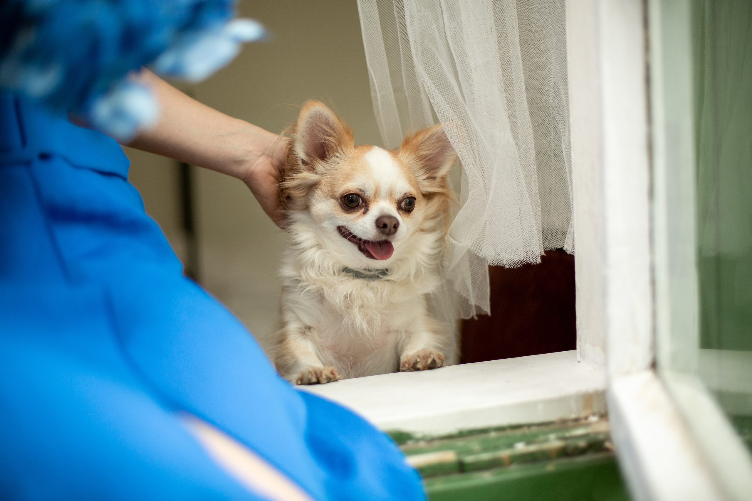 Блог о животных. Свадебный и семейный фотограф