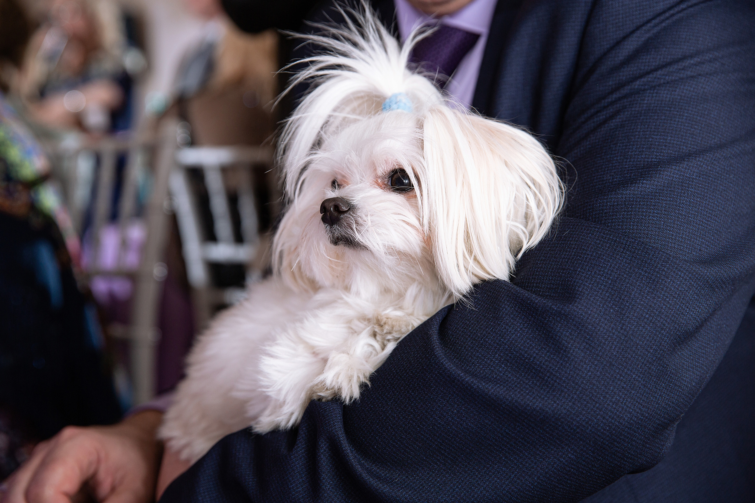 Олег и Оксана. Свадебный и семейный фотограф