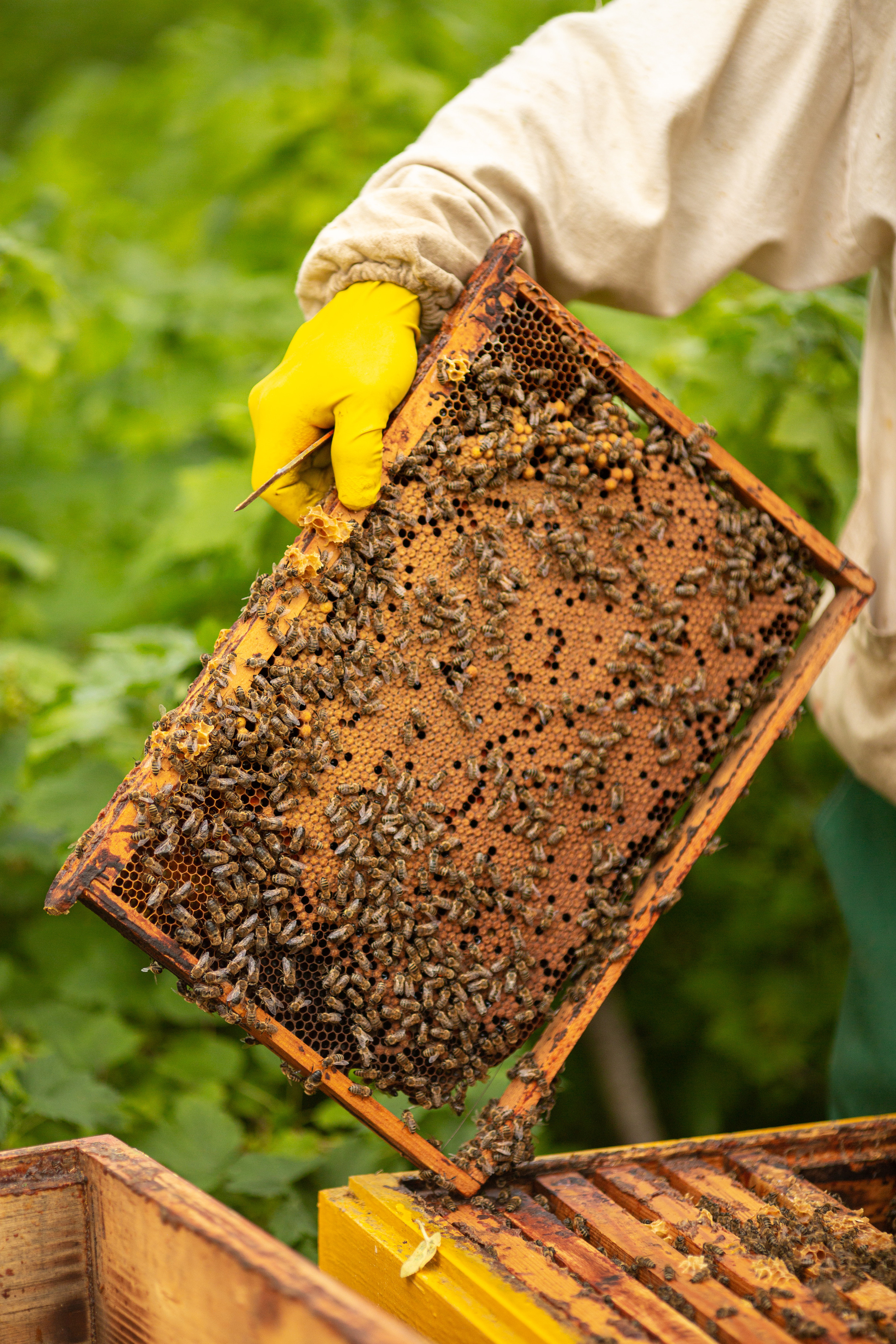 Пчеловод. Свадебный и семейный фотограф