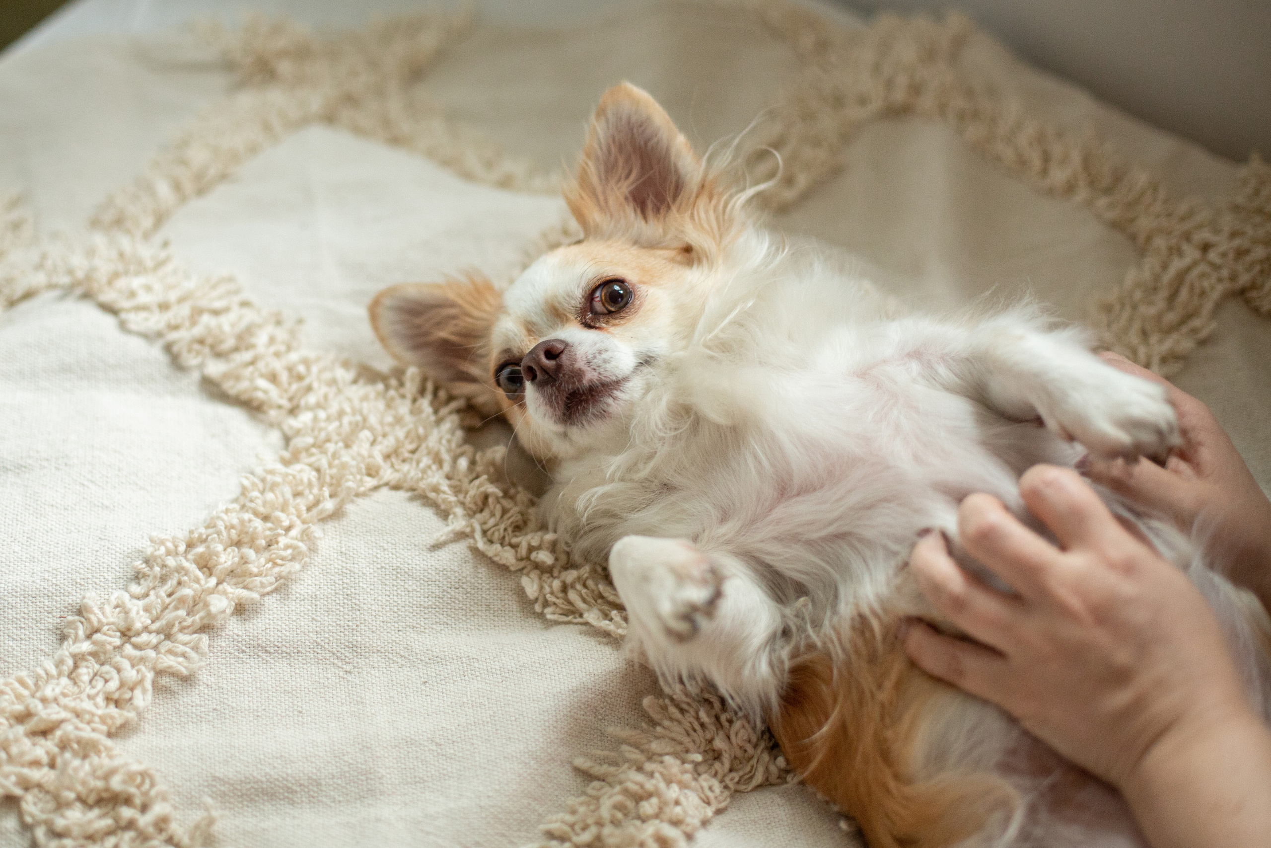 Блог о животных. Свадебный и семейный фотограф