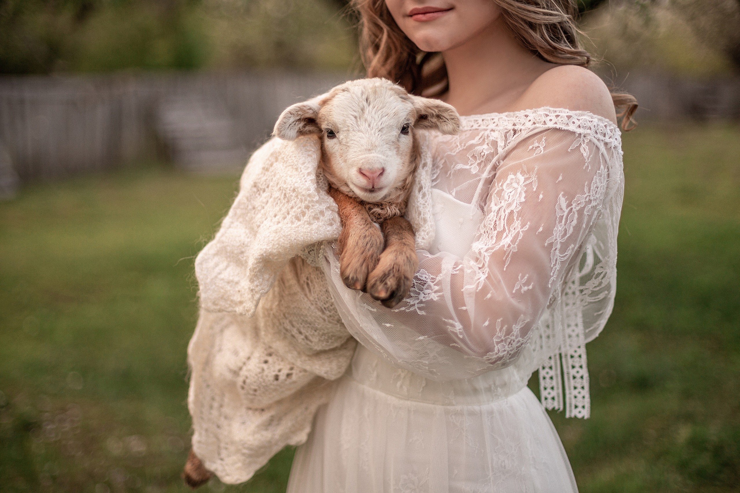 Ягненок. Свадебный и семейный фотограф