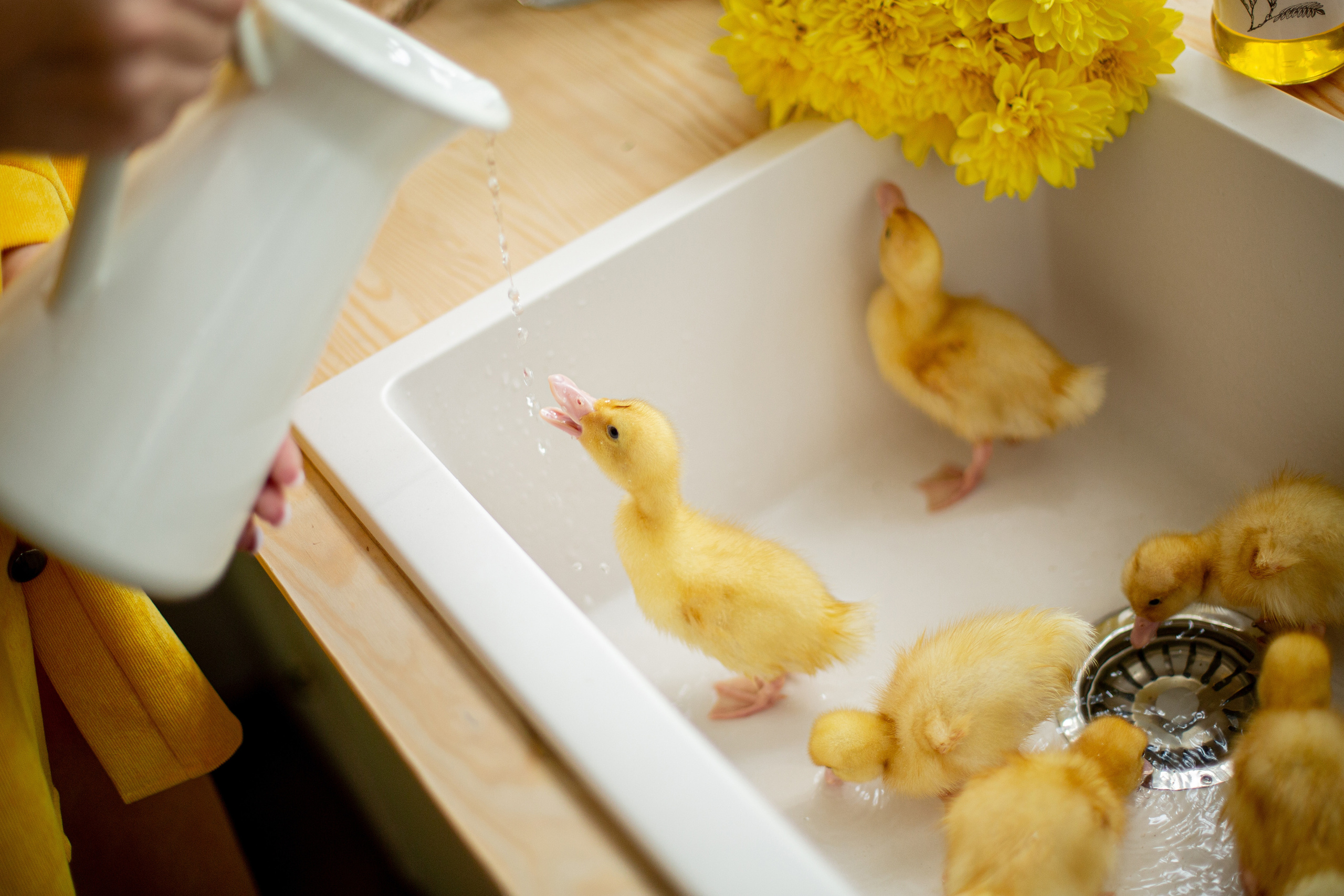 Пчеловод. Свадебный и семейный фотограф