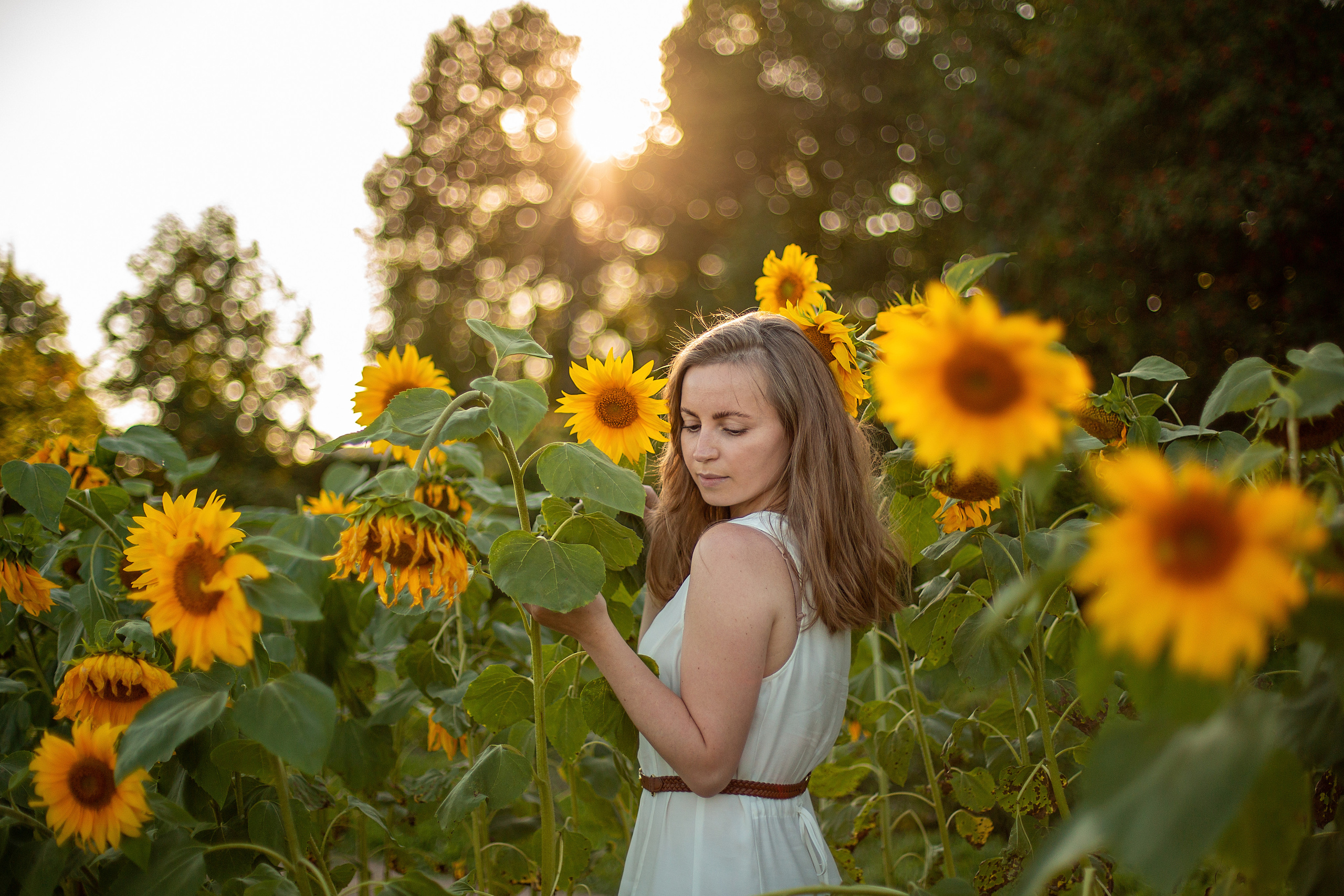 Подсолнухи. Свадебный и семейный фотограф