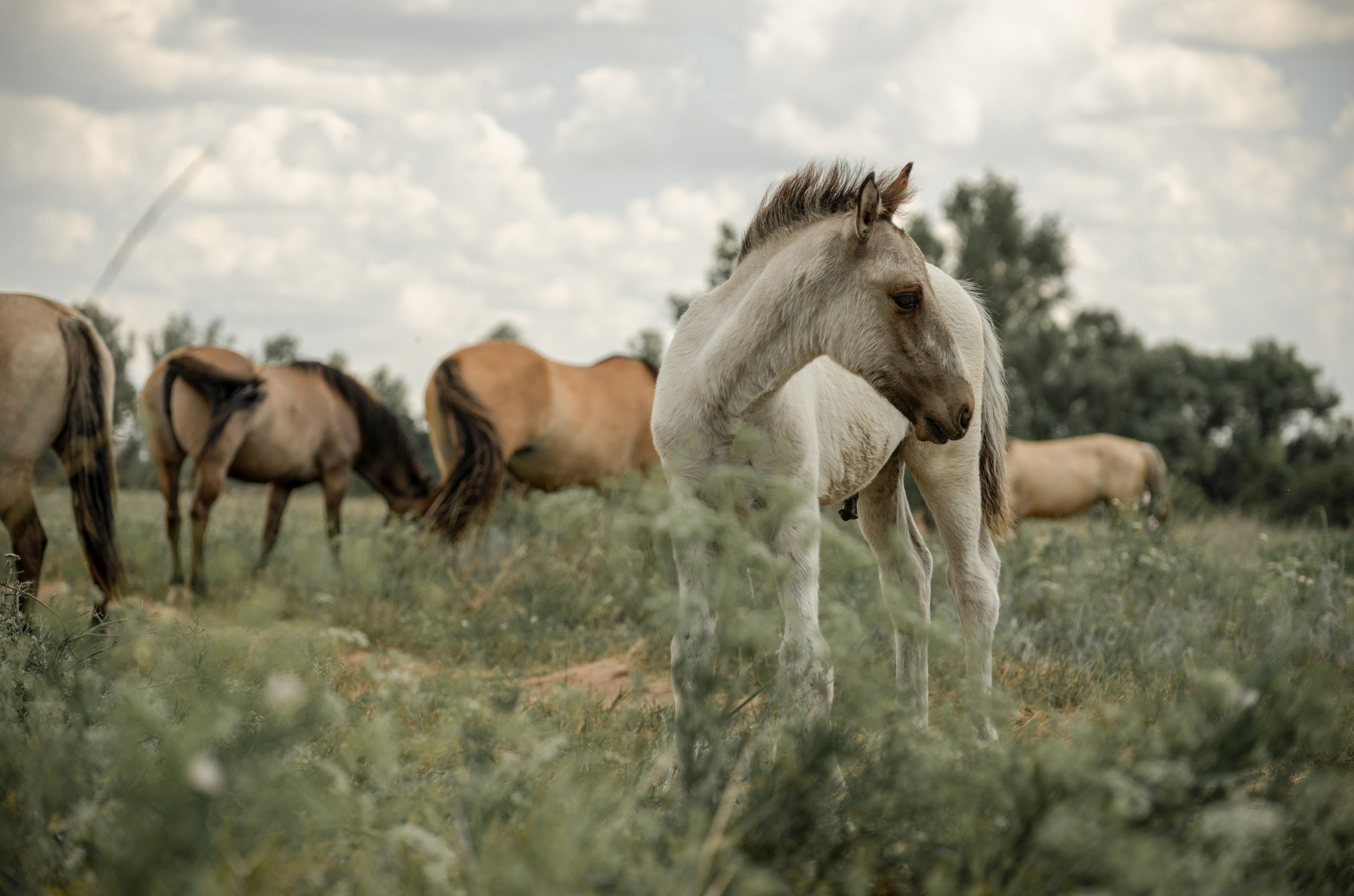 Купала в Родославном. Конный фотограф в Саратове Юлия Иванова