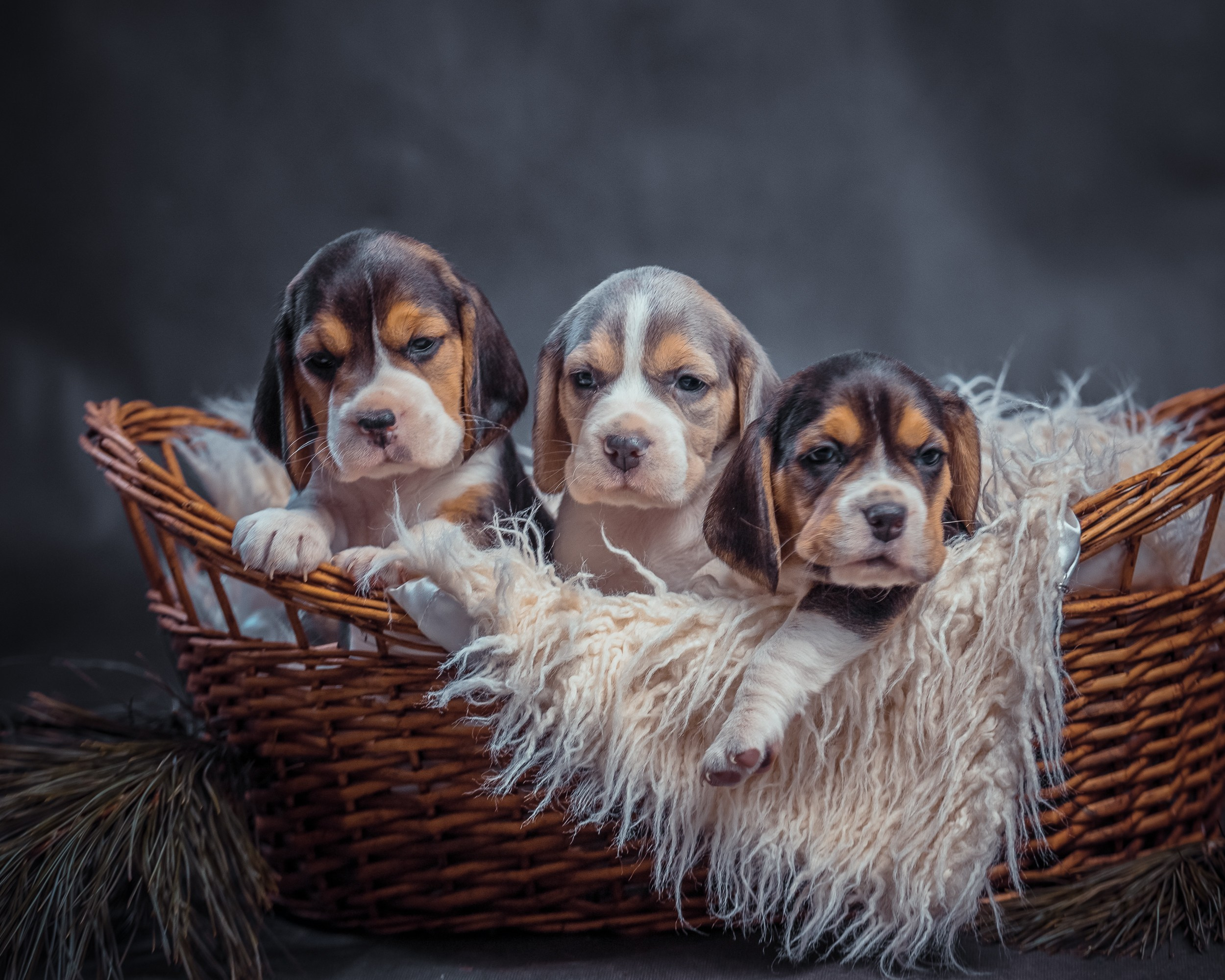 Животные. Семейный и детский фотограф в Москве Ольга Мэй