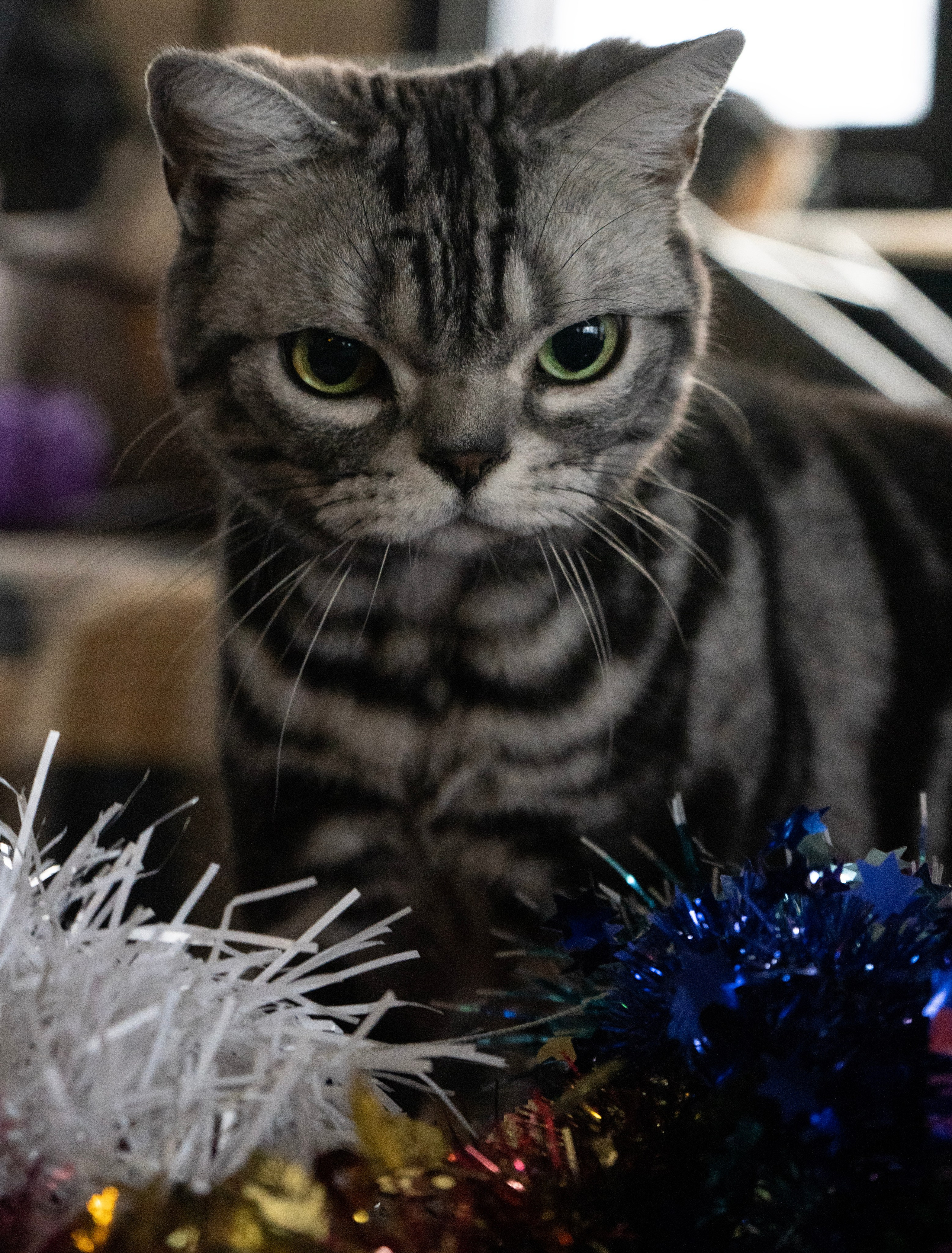 Фотосессии Пушистиков. Фотограф в Санкт-Петербурге Виктория Барышникова