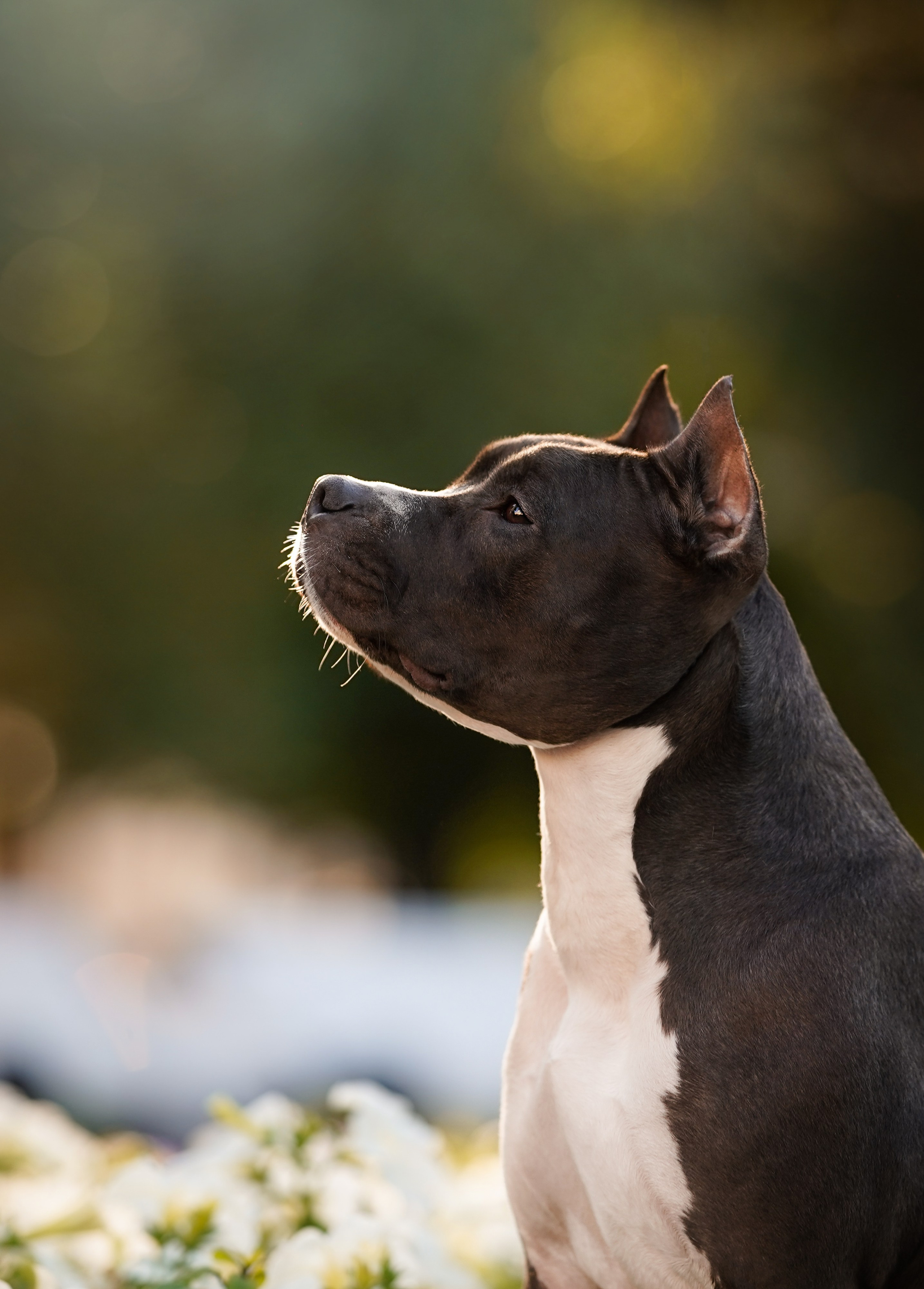 Аня Терентий и Кайли. Фотограф-анималист в Санкт-Петербурге Яна Мартынова