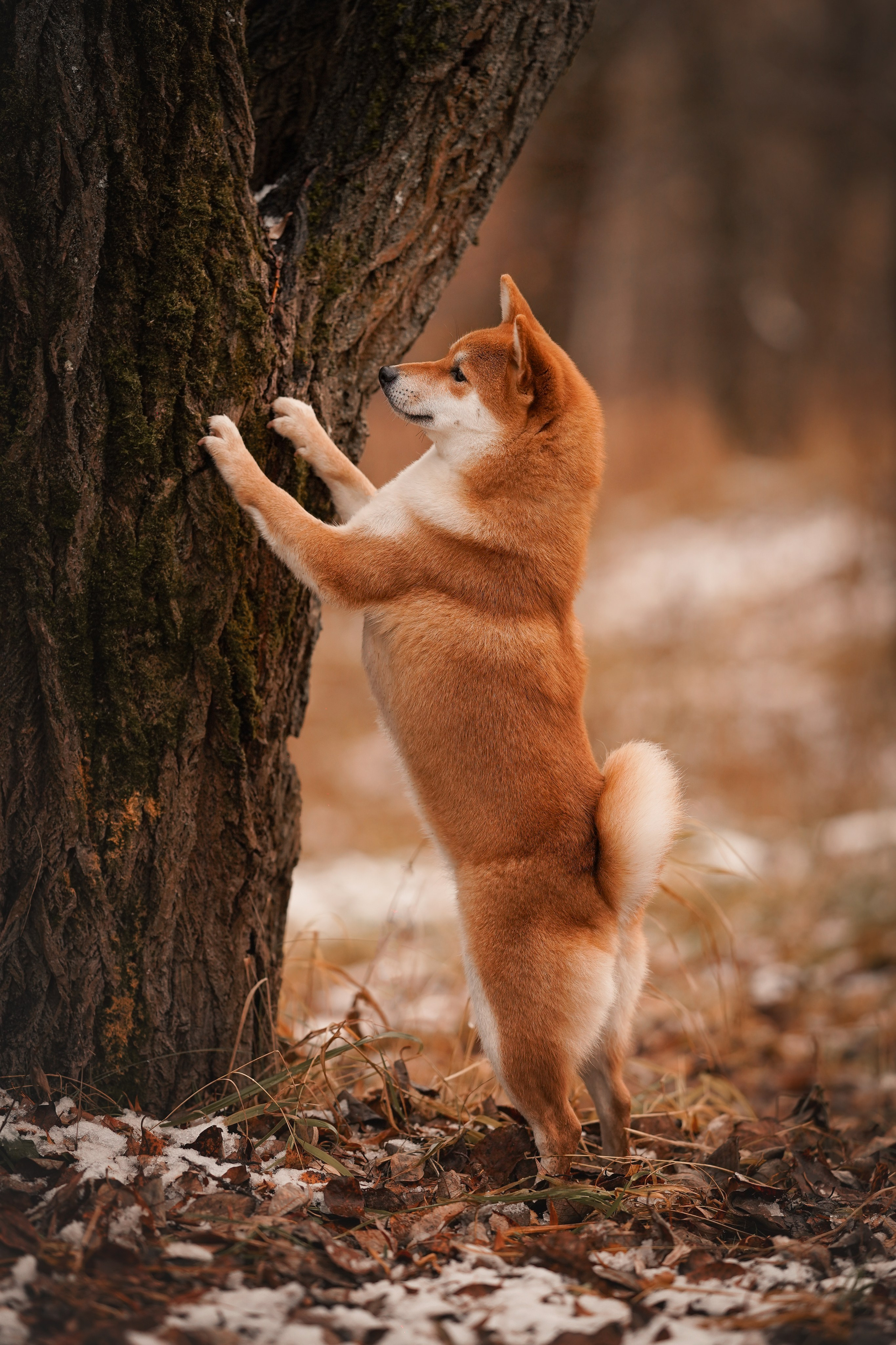 Алина и Юми. Фотограф-анималист в Санкт-Петербурге Яна Мартынова
