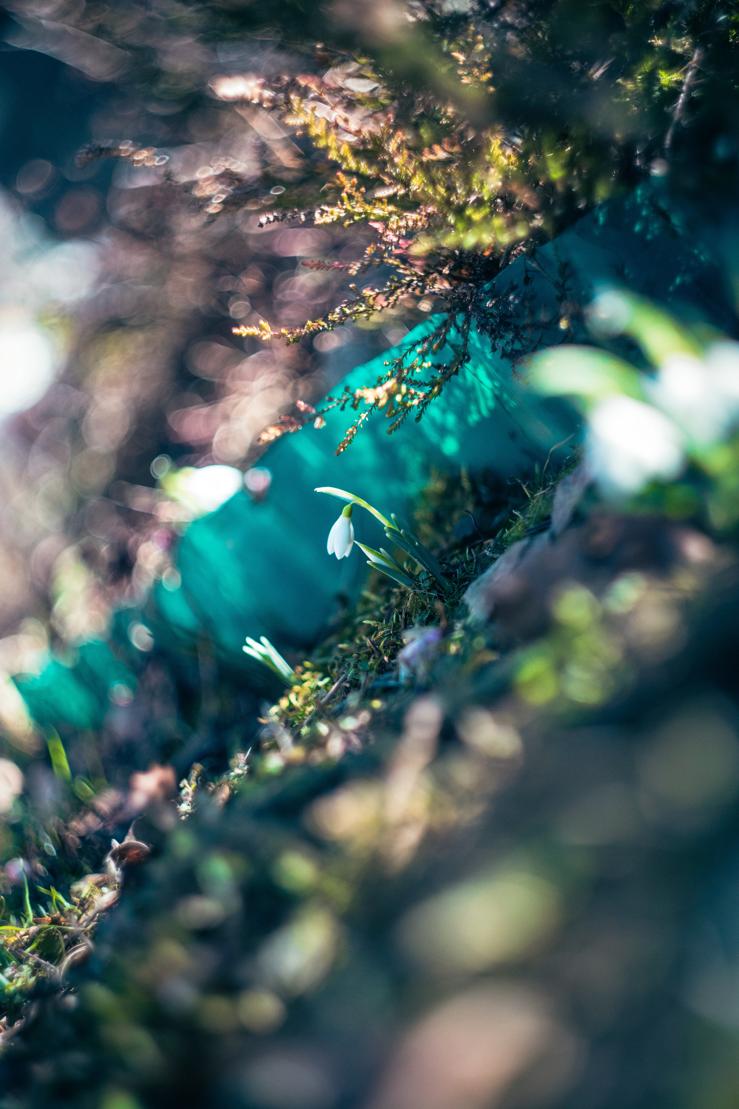 Подснежники. Dmitriy [KCCC] is a pretty cool photographer