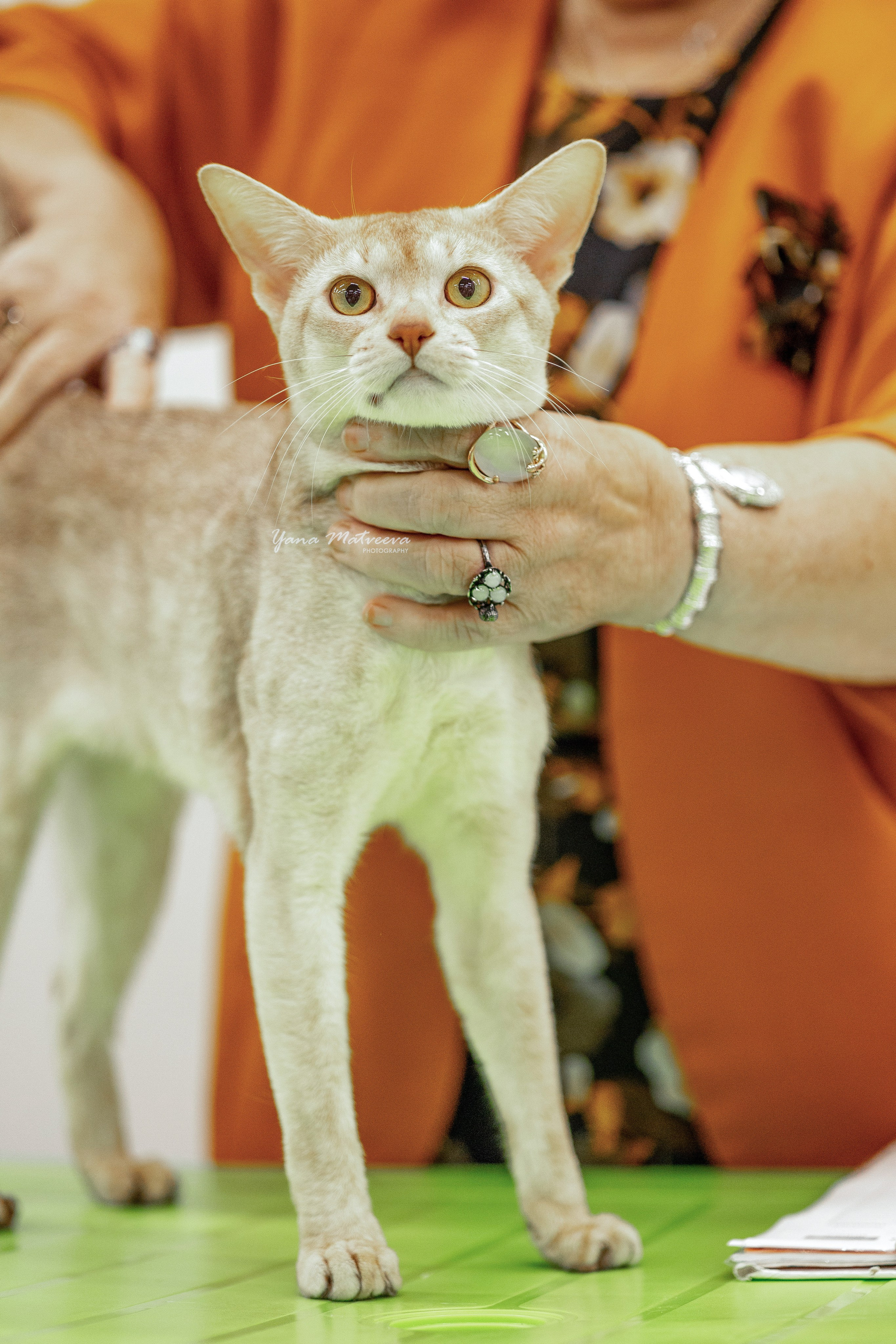 Кошки. Фотограф Яна Матвеева в Ижевске