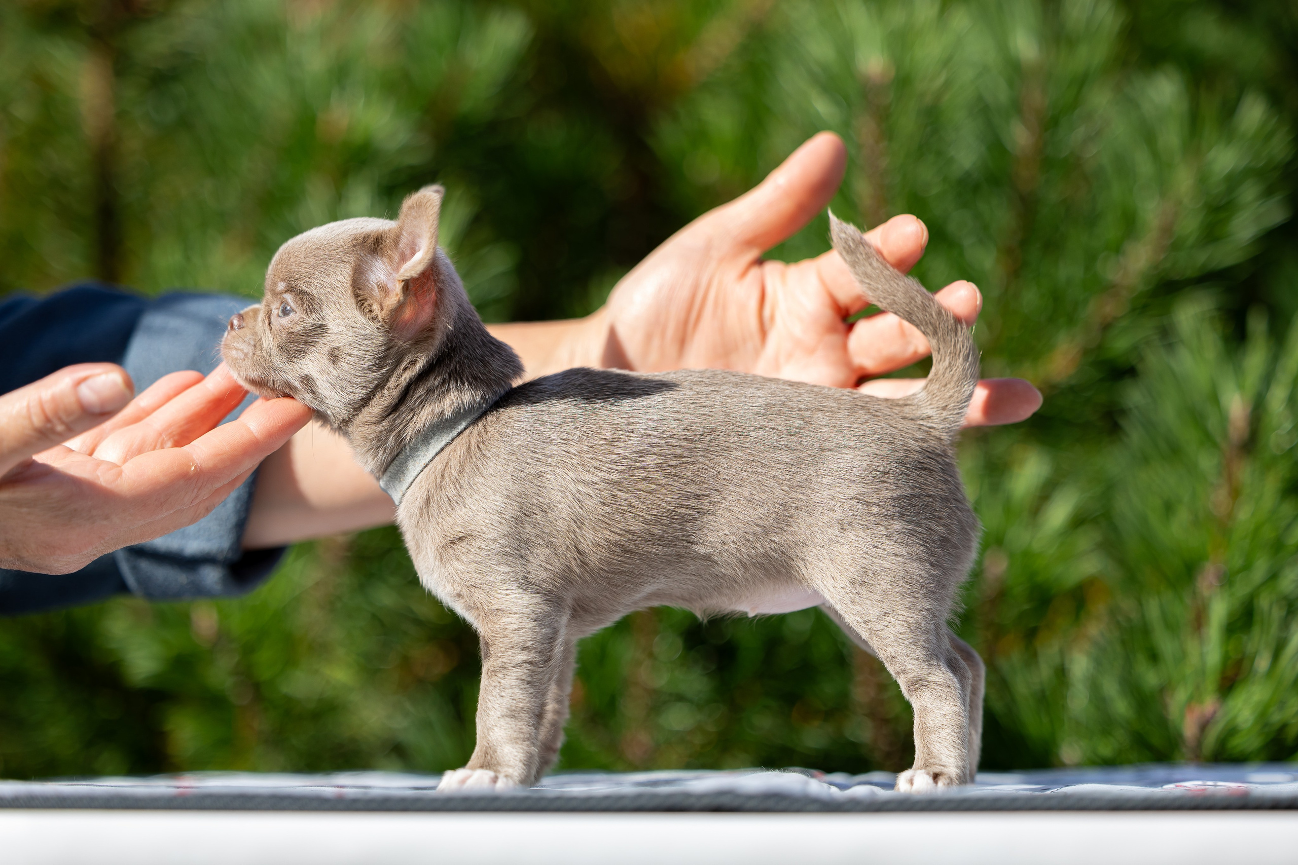 Щенки. Фотограф Яна Матвеева в Ижевске