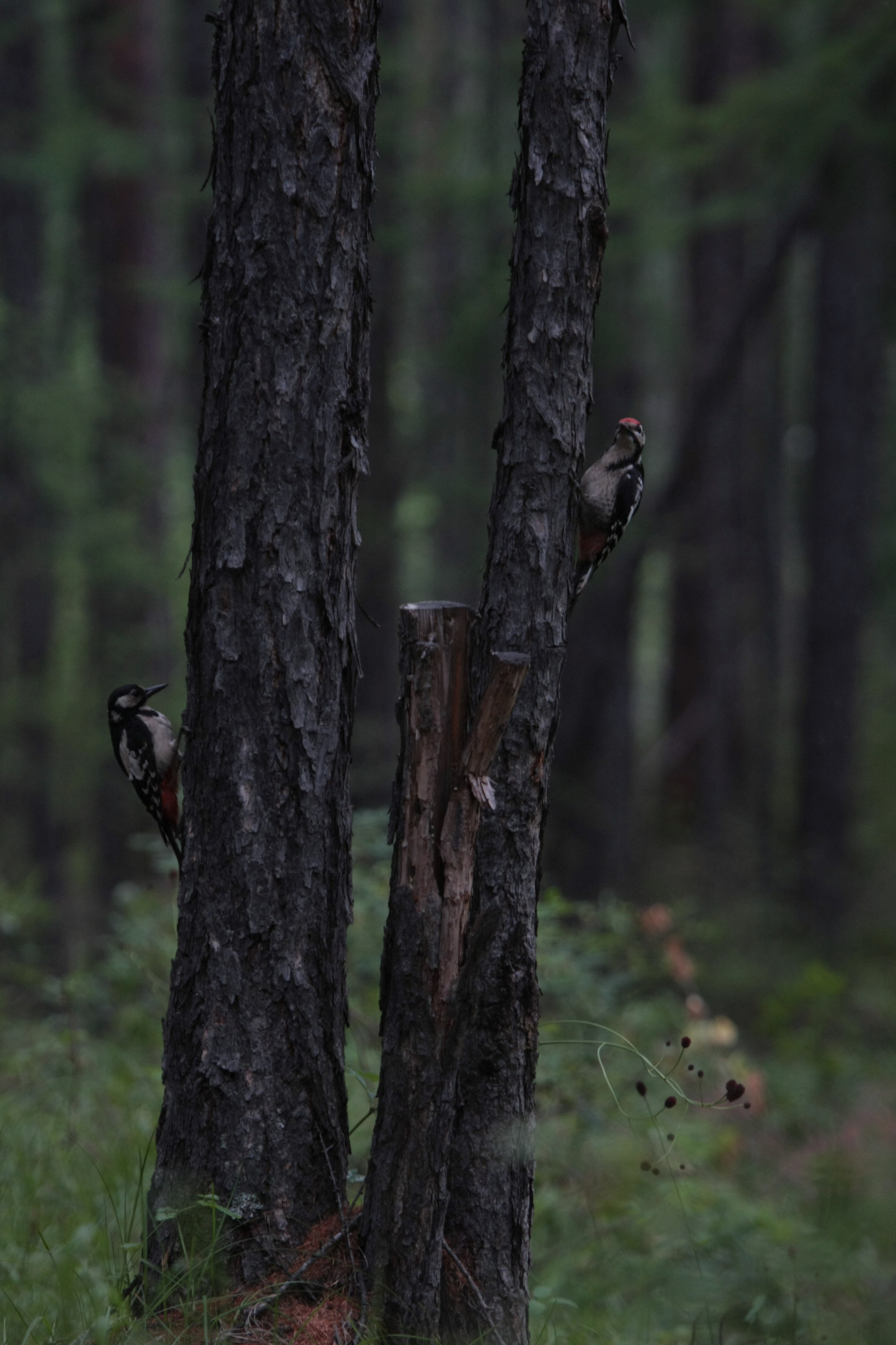Фото Природы Забайкалья. Студия Максима Белослюдцева