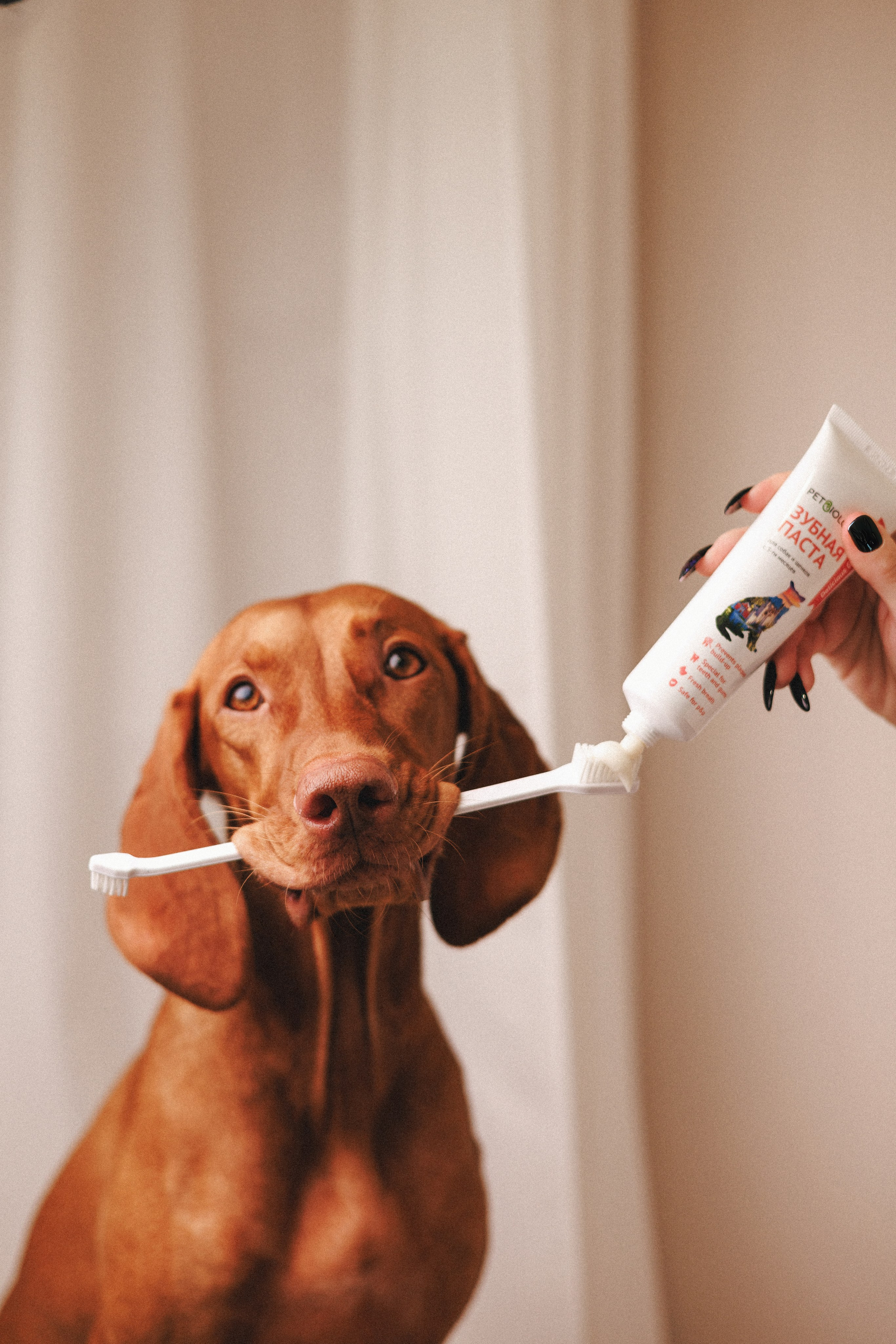 Товары для питомцев M-Pets & Petbiology. Фотограф анималист Осипчикова Мария