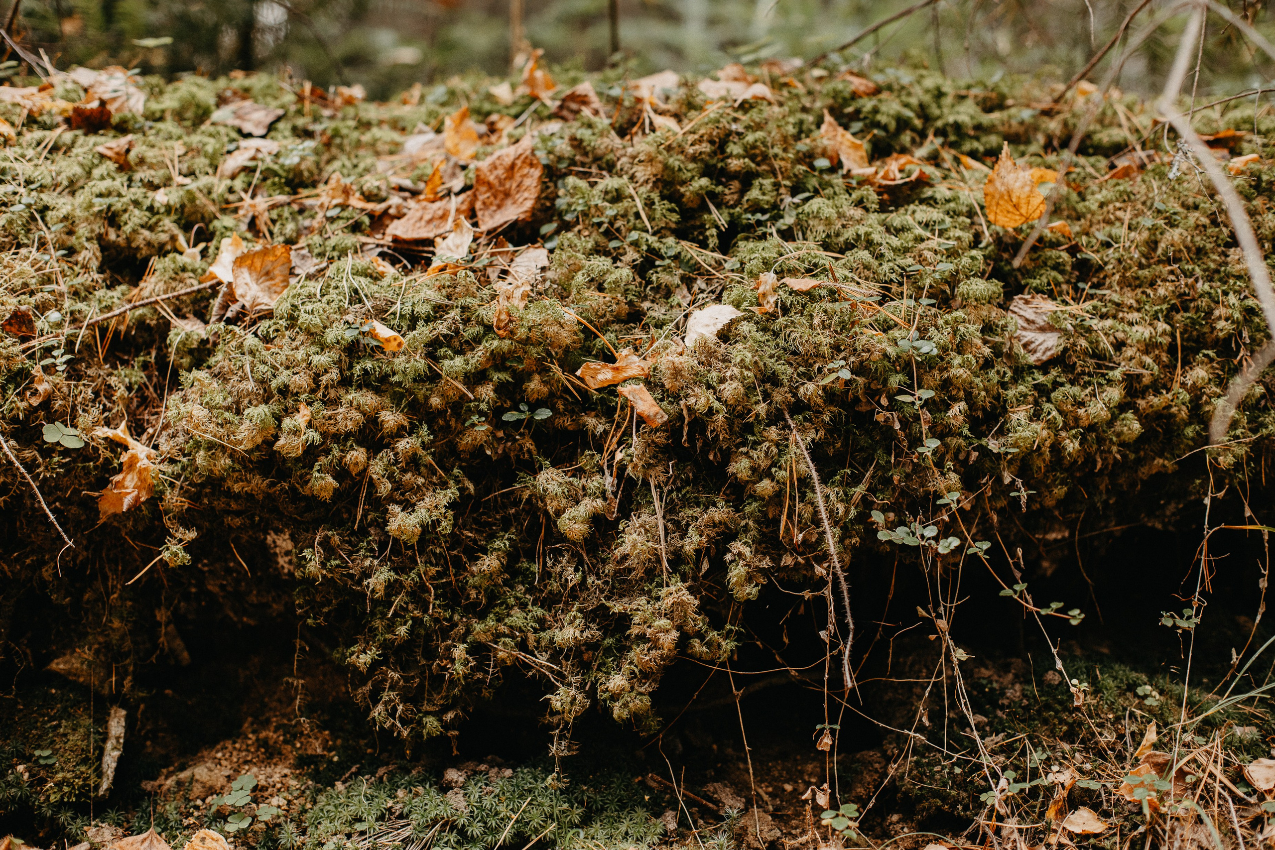 Семь Братьев. Семейный фотограф Трусова Евгения в Екатеринбурге