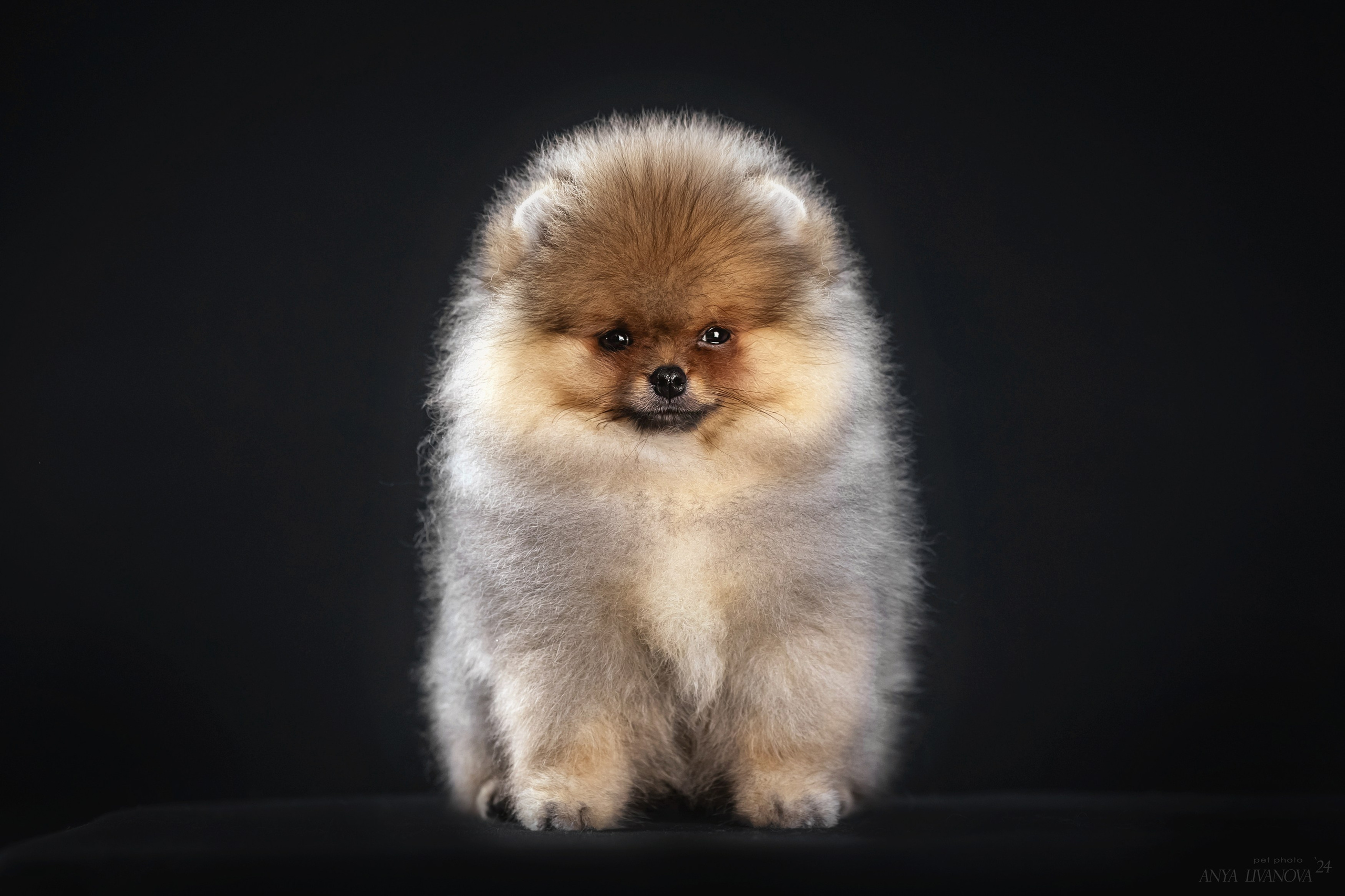 Шпицы. Фотограф анималист Аня Ливанова | Рыбинск