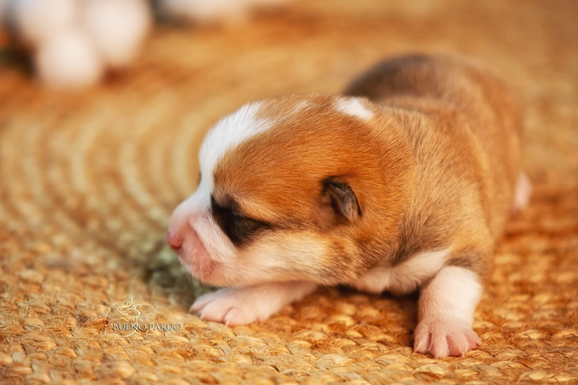 Щенки вельш корги пемброк из питомника. Питомник собак Акита, Хаски, Корги