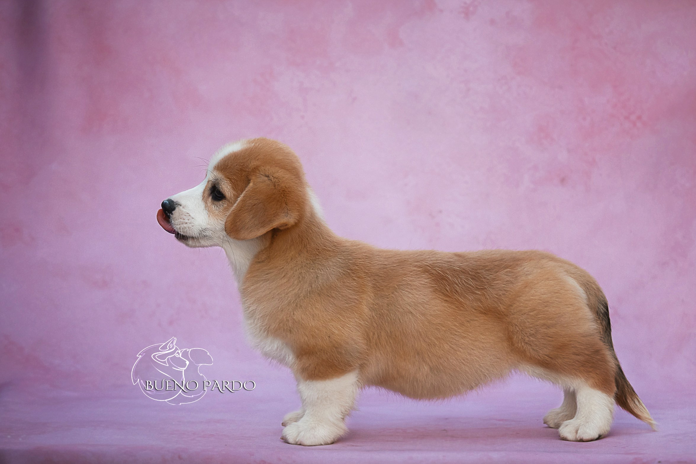 Щенки вельш корги пемброк из питомника. Питомник собак Акита, Хаски, Корги