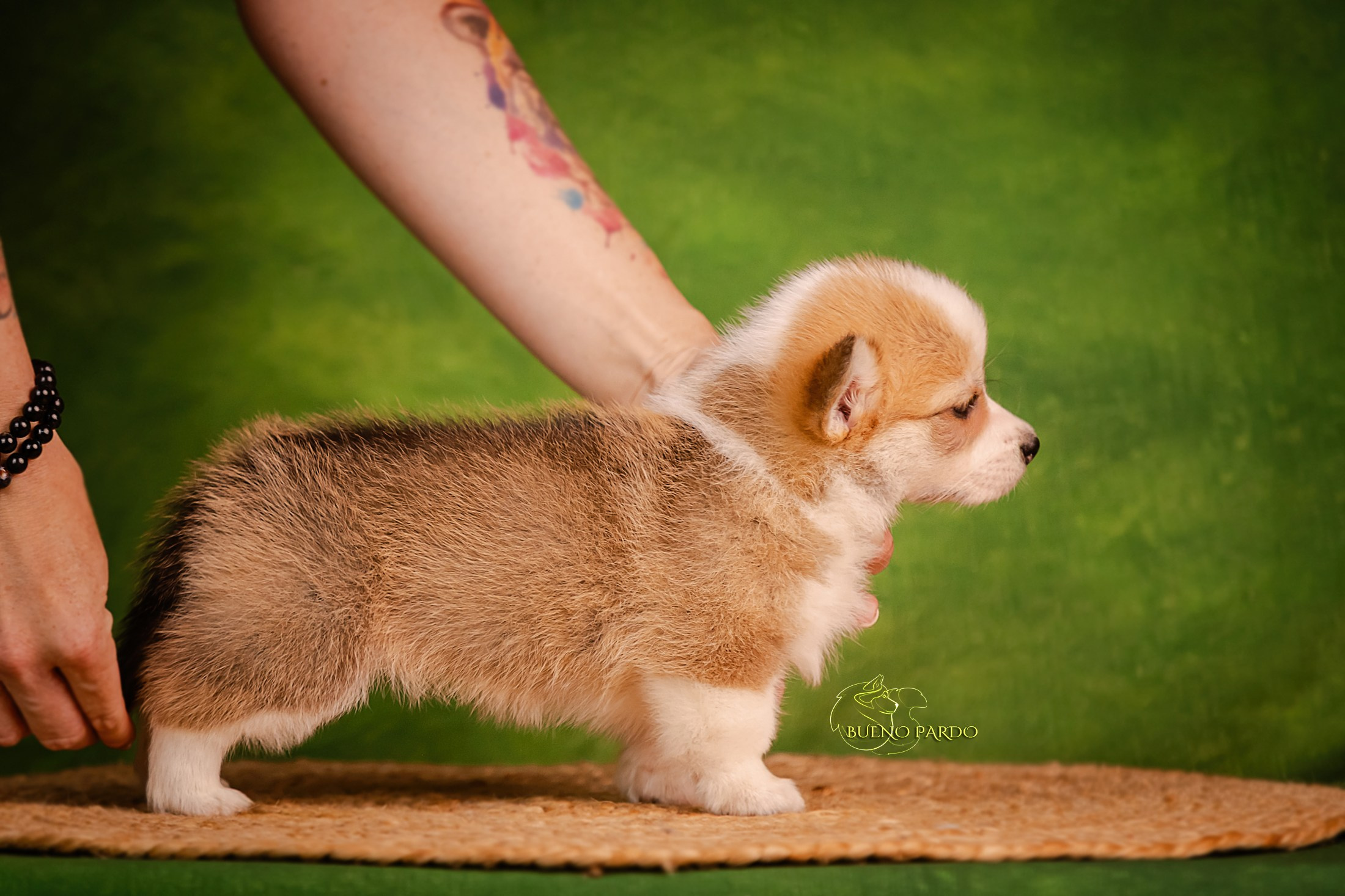 Щенки вельш корги пемброк из питомника. Питомник собак Акита, Хаски, Корги