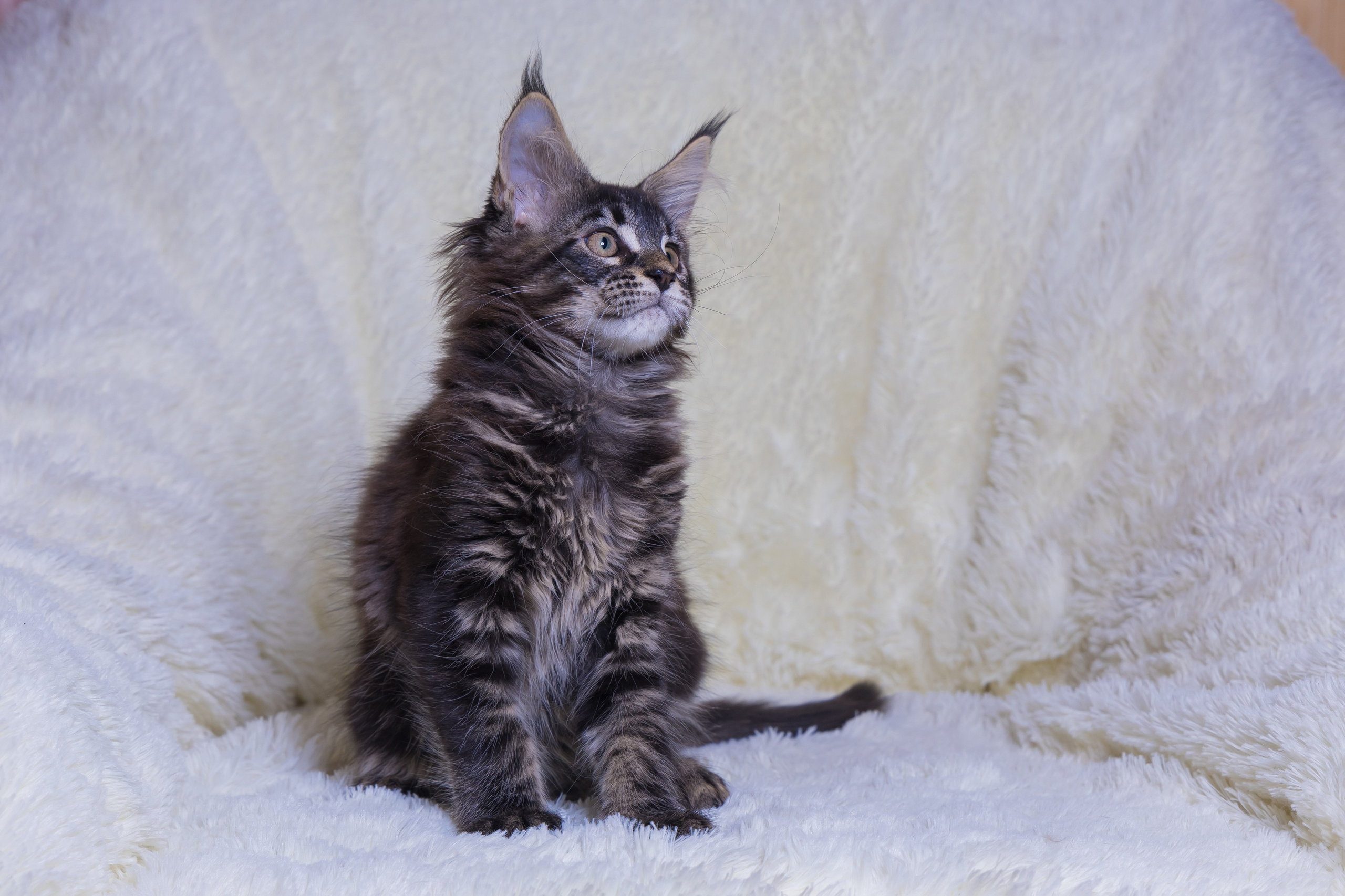 Котики. Photomantis