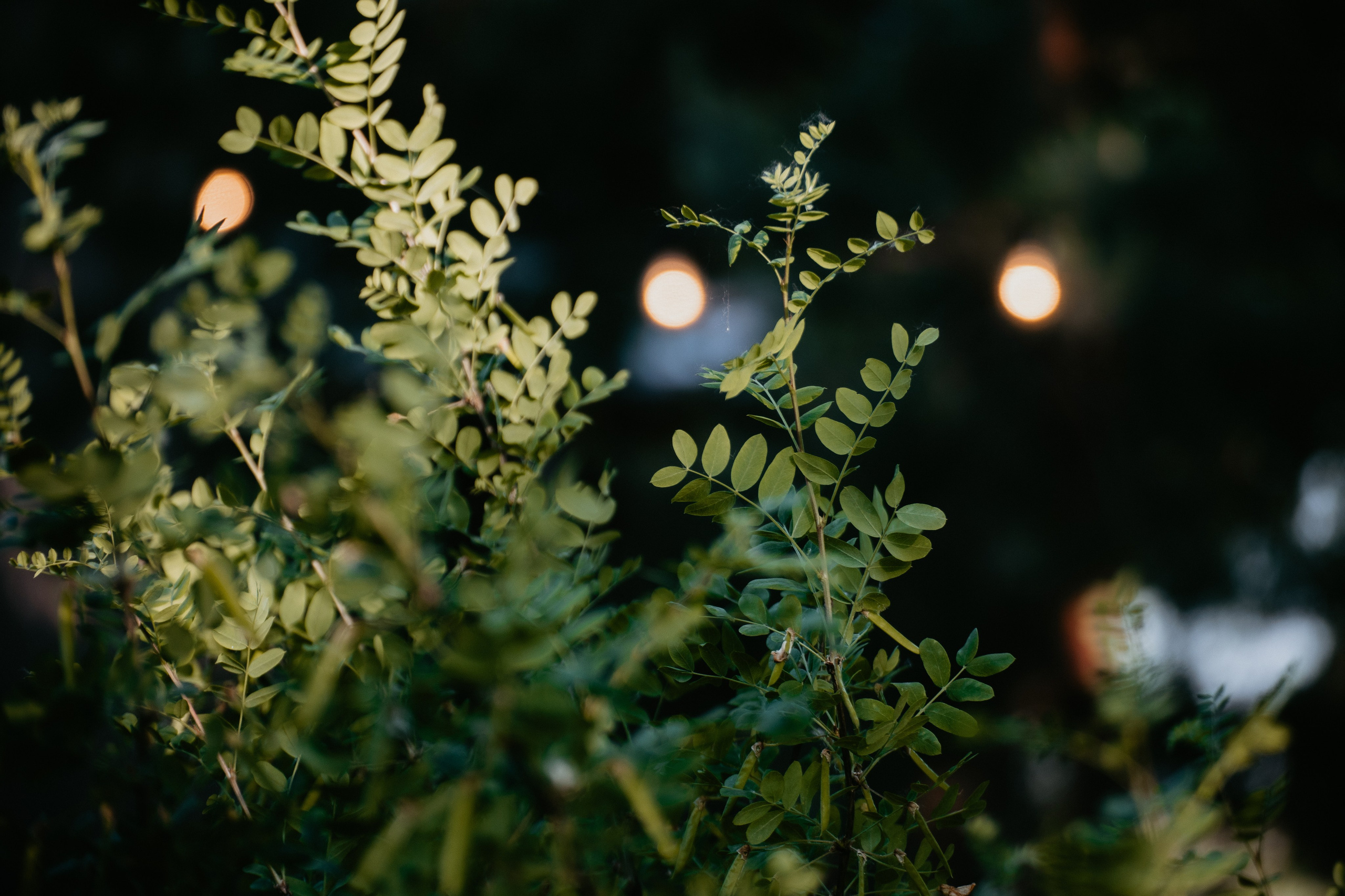 Алиса и Глеб. Алена Бадамшина — свадебный фотограф Воронеж / Москва