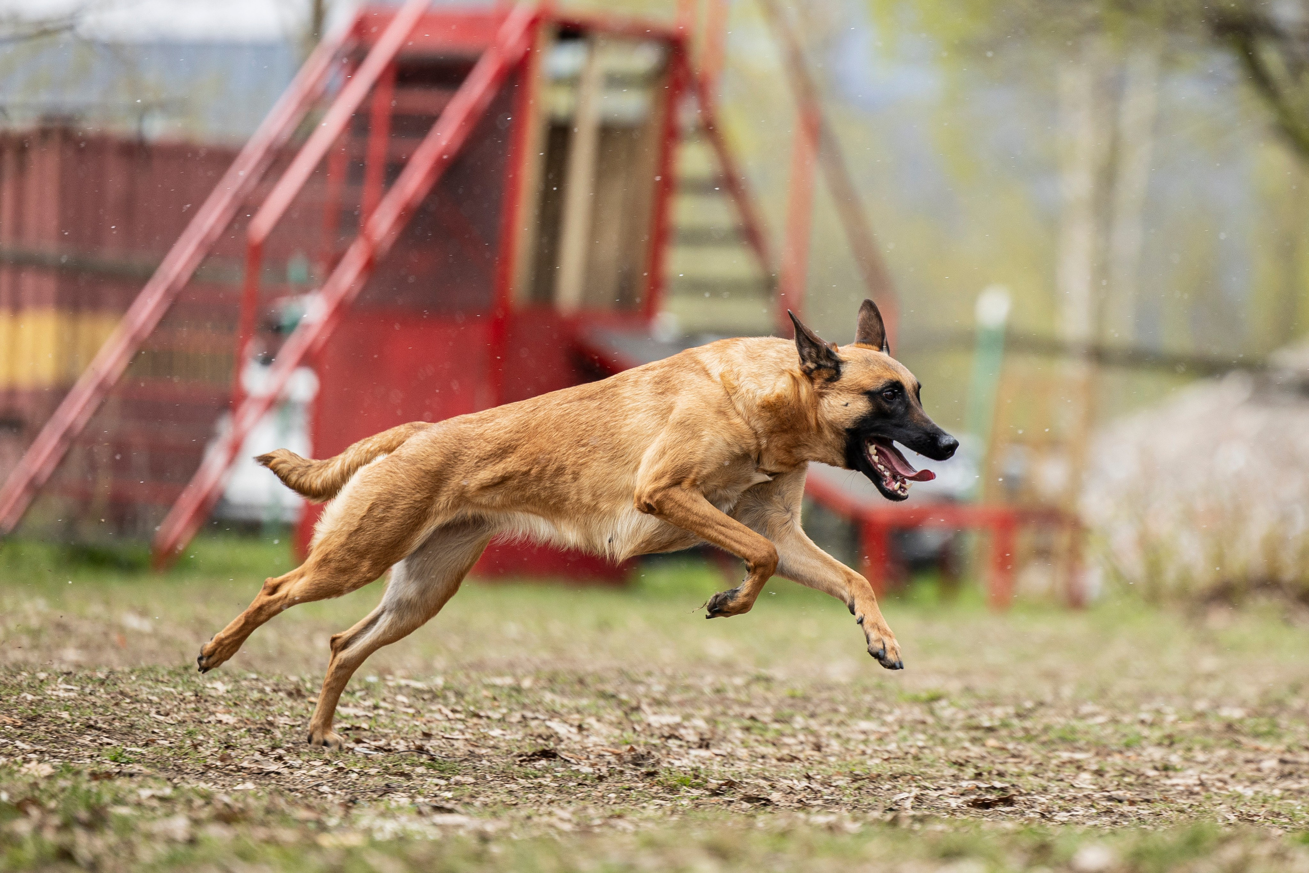 Квалификационные состязания по мондьорингу г. Вологда 11.05.24. Фотограф-анималист Анна Маринич