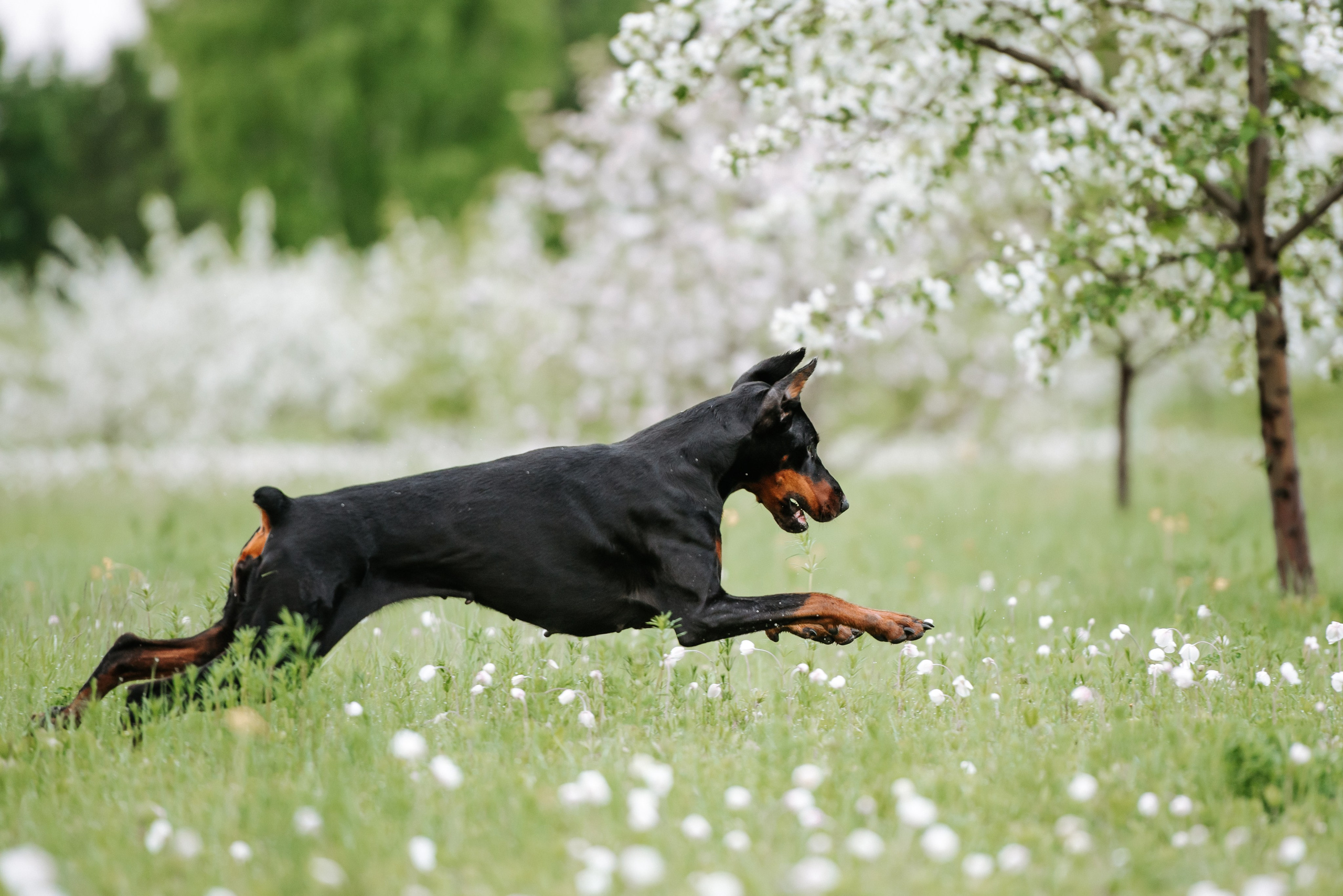 Цветение с доберманами. Фотограф Диана Оленина Красноярск / Братск